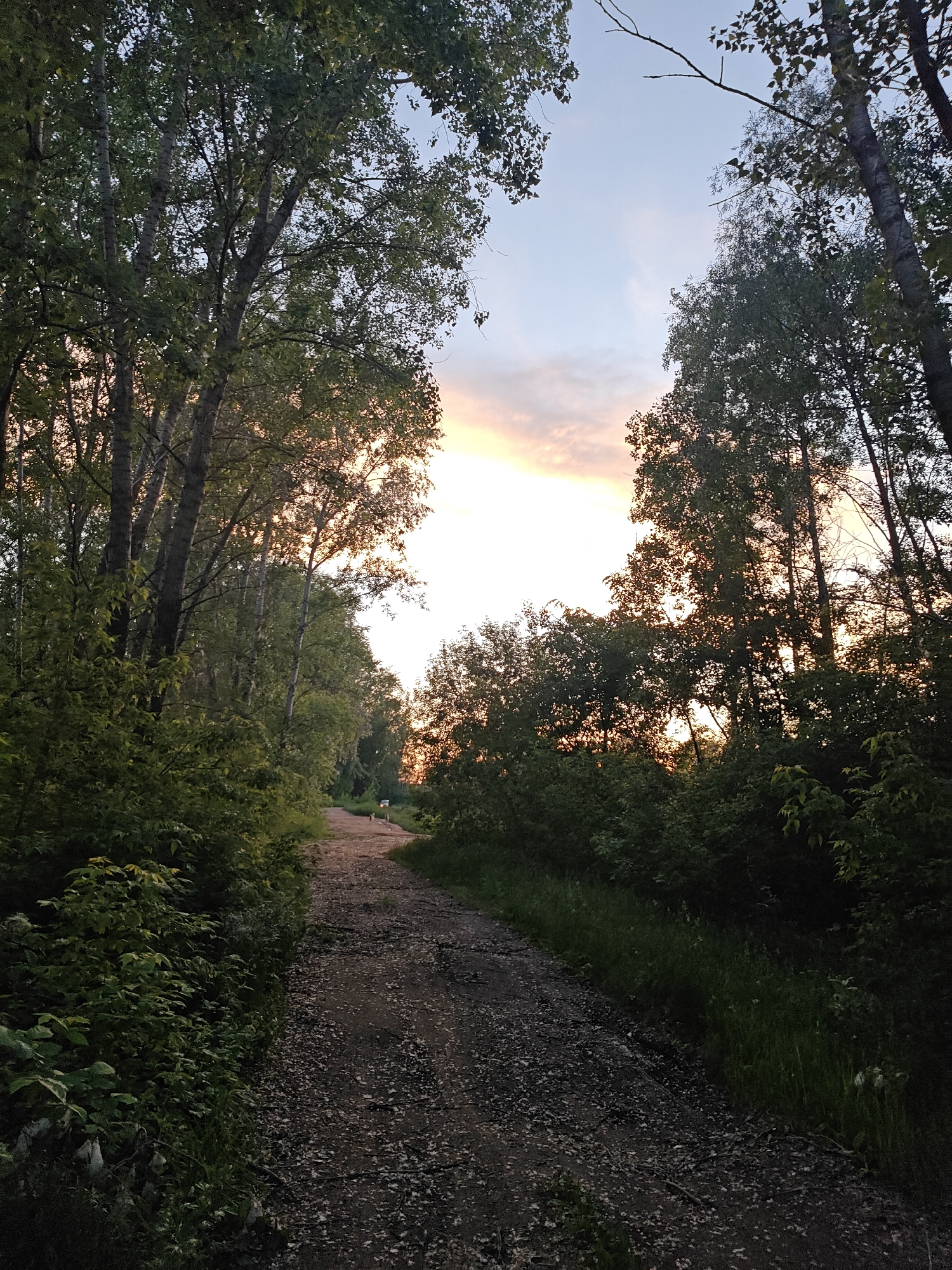 The image captures a tranquil evening scene along a wooded path in Chaikovsky, Russia. A narrow, unpaved path, composed of dirt and scattered gravel, stretches into the distance, drawing the viewer's eye towards a vibrant sunset. The path is flanked on both sides by tall deciduous trees with dense green foliage, creating a tunnel-like effect. The setting sun casts a warm, soft light—a mix of orange, pink, and yellow hues—on the horizon, silhouetting the tree canopy against the bright sky. The upper sky retains a lighter blue tone, suggesting clear weather. Far down the path, two small, indistinct light-colored figures are visible, appearing to walk away from the viewer towards the bright light. The lush undergrowth and dense tree cover suggest a natural, possibly forested or park-like, environment. The time of day is clearly sunset or dusk, characterized by the backlighting and long shadows. There is no visible text in the image.