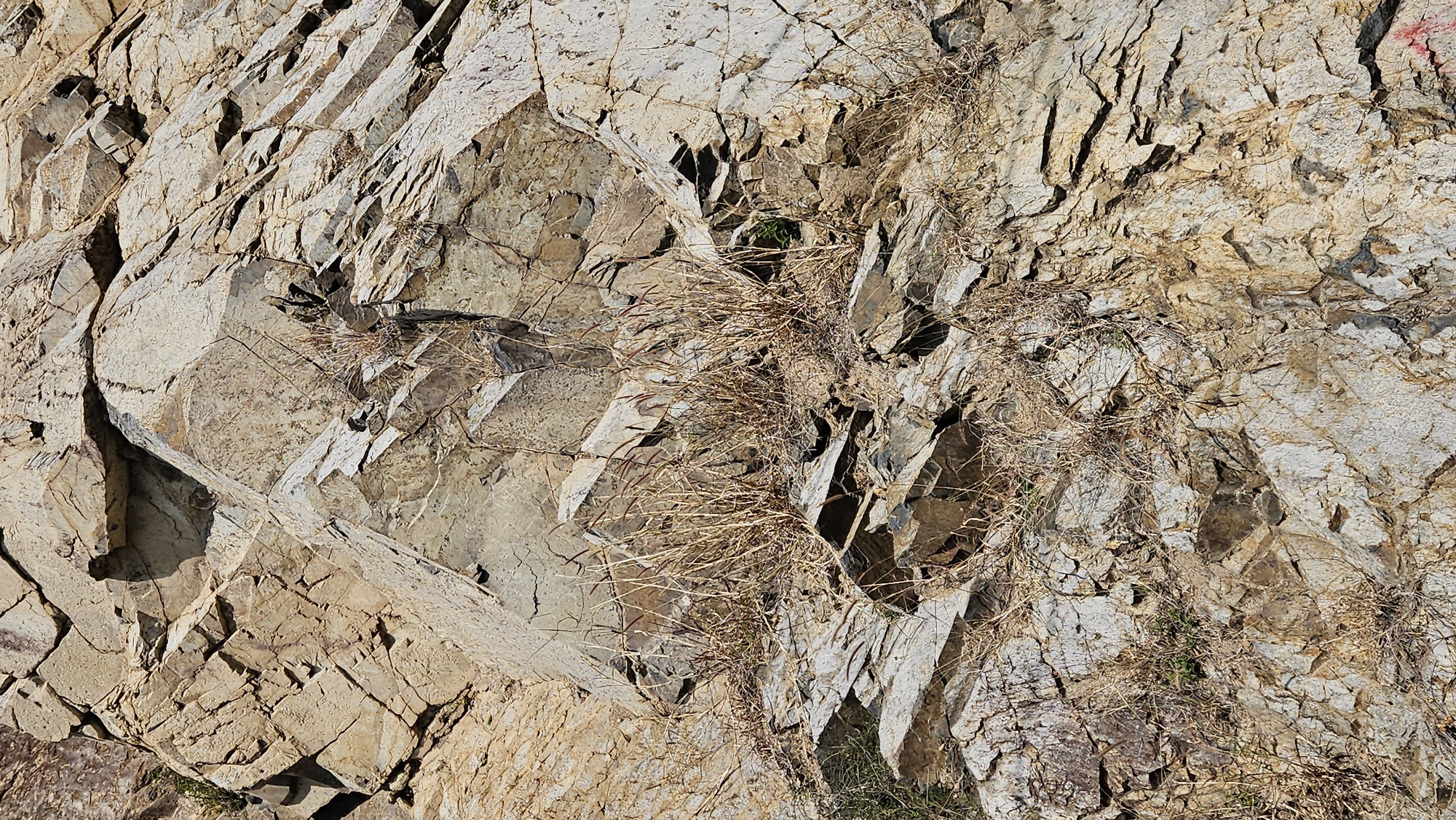 A close-up aerial shot shows a rock face, likely part of a cliff or outcrop in the Nam Natural Heritage Area Trang, Vietnam. The rock is predominantly light brown and gray with varying textures due to fracturing and weathering. Some dry, thin, brown vegetation grows out of cracks and crevices in the rock. A few small patches of green vegetation are also visible. The rock surface has many sharp edges and angular shapes.