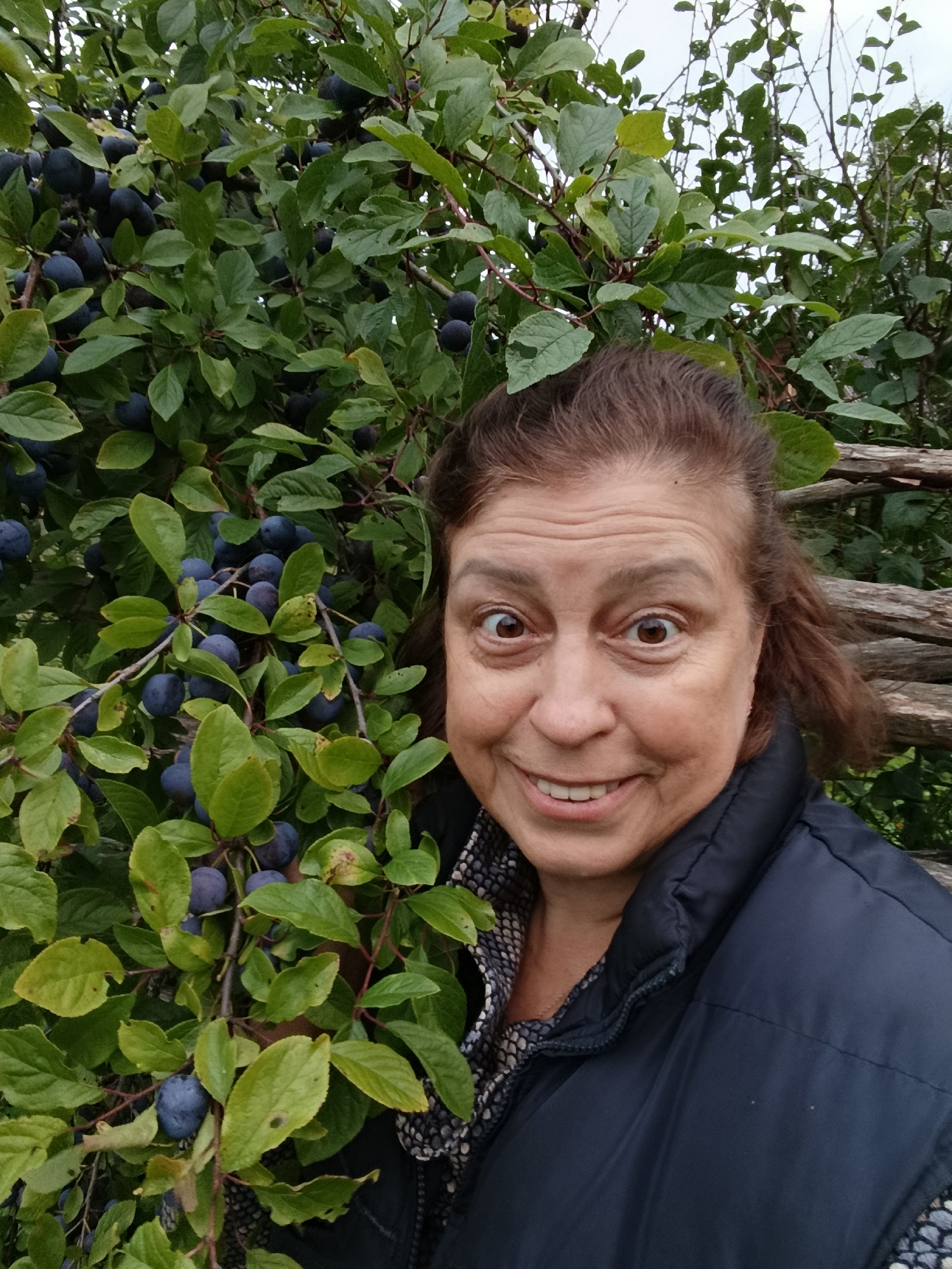An outdoor, waist-up, selfie-style photograph features a middle-aged woman with brown hair and wide eyes. She is smiling broadly, with her mouth open and teeth visible. She is wearing a dark blue puffer vest over a patterned shirt. The woman is positioned on the right side of the frame, with a thicket of green leaves and dark blue berries, likely sloe berries, dominating the left side. A weathered wooden fence is visible in the background, behind the woman's head and to the right. The overall lighting is overcast, suggesting a cloudy day. No specific landmarks identifying the city of Vereya, Russia, are present in the image.