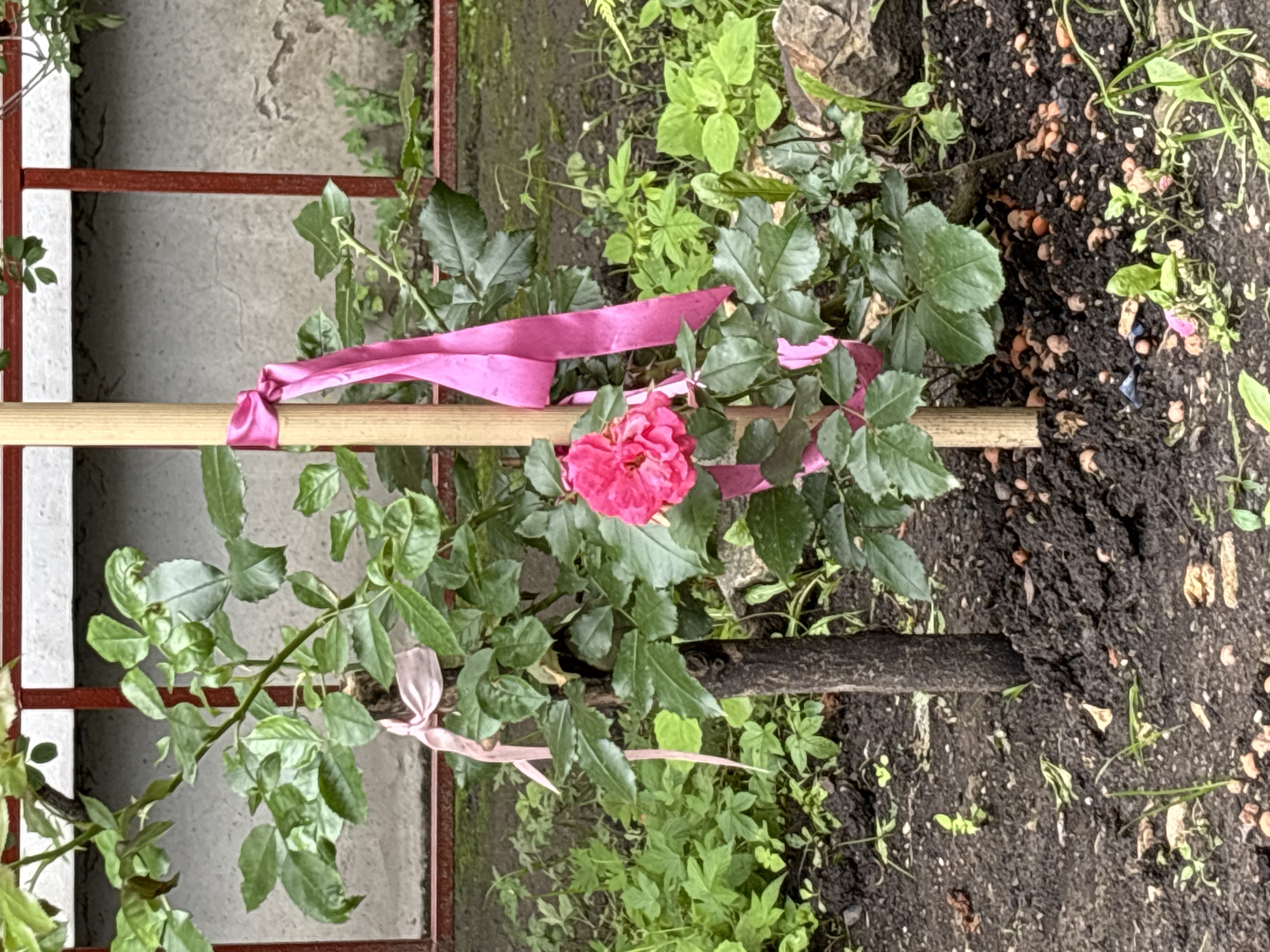 A single pink rose blooms on a young rose bush that is supported by a wooden stake. The rose bush has dark green leaves and is tied to the stake with pink ribbon. The rose bush is planted in dark soil, and there are other green plants and some rocks around it. In the background, there is a red metal fence and a gray concrete wall. The scene appears to be outdoors, possibly in a garden or park. There are no people or animals visible in the image.