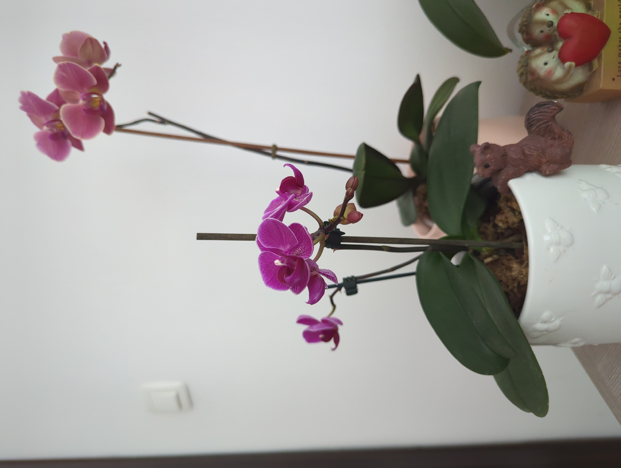 The image presents an indoor still life composition, primarily focusing on two potted orchid plants on a light-colored surface against a plain white wall.
In the foreground and center, a Phalaenopsis orchid displays several vibrant fuchsia-colored flowers with intricate veining on their petals, along with unbloomed buds. The plant's broad, dark green leaves are visible above a white ceramic pot adorned with embossed bee or butterfly patterns. A small, brown, textured figurine resembling a squirrel is perched on the rim of this pot, facing right. The potting medium in this pot appears to be a mix of bark chips and moss.
Behind this, to the right, a second Phalaenopsis orchid with lighter pink blossoms is visible, appearing out of focus. It is planted in a simple, light pink pot. Both orchids are supported by slender brown stakes.
To the far right, in the foreground, a decorative item features two light brown hedgehog figurines embracing a bright red heart. They are positioned on a light brown base with the partial inscription "Love makes the world" visible below them.
The background consists of an unadorned white wall. A rectangular white light switch is visible on the upper left portion of the wall, slightly out of focus. A dark brown vertical element, likely a doorframe or part of furniture, runs along the far left edge of the frame. The objects are arranged on a light-colored wooden or laminate surface.
No individuals are present in the image, and no actions or interactions are depicted. The visual content provides no information or indicators to identify the location as the city of Burgas, Bulgaria.