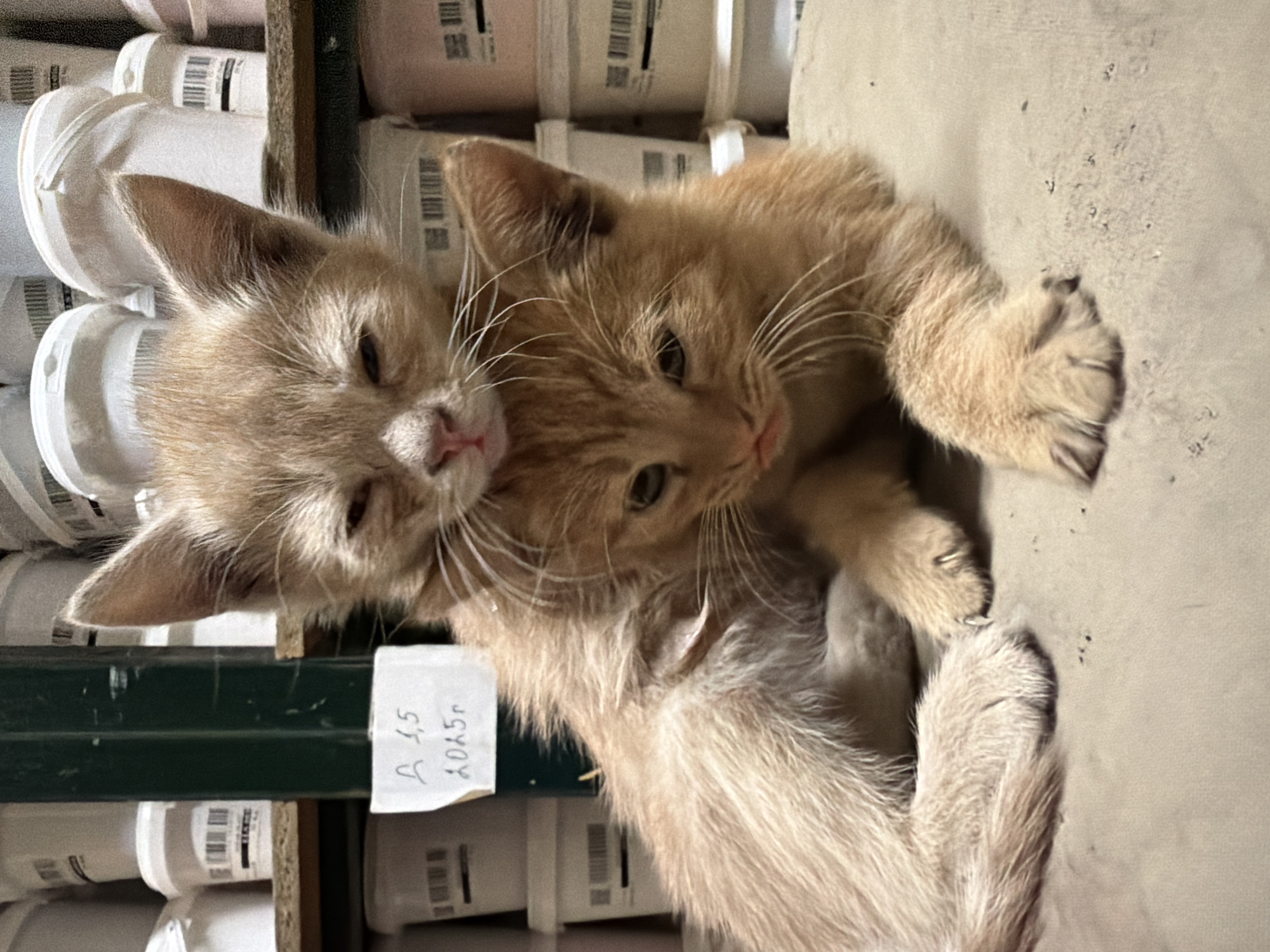 The image captures two ginger kittens snuggled together on a light-colored, possibly concrete or tiled surface, in what appears to be an indoor setting in Chervena voda, Bulgaria. One kitten, positioned on the left, has its eyes mostly closed and is resting its head against the other. The second kitten, on the right, has its eyes partially open and appears to be looking forward. Both kittens have prominent whiskers and fluffy, orange-colored fur, conveying a sense of contentment and affection as they rest together.
The background reveals shelving units stacked with numerous white, cylindrical containers, which resemble tubs of paint or other art supplies. Many of these containers feature visible barcodes. A green metal shelf support is prominent on the left side of the frame. Attached to this support is a piece of white paper with handwritten text in what appears to be Cyrillic: "A 1,5" and "2025г". The "г" likely stands for "year" (год) in Bulgarian, suggesting a date or expiry. The overall environment suggests a storage area, workshop, or studio. The lighting is artificial, and there are small dark marks scattered across the surface where the kittens are resting.