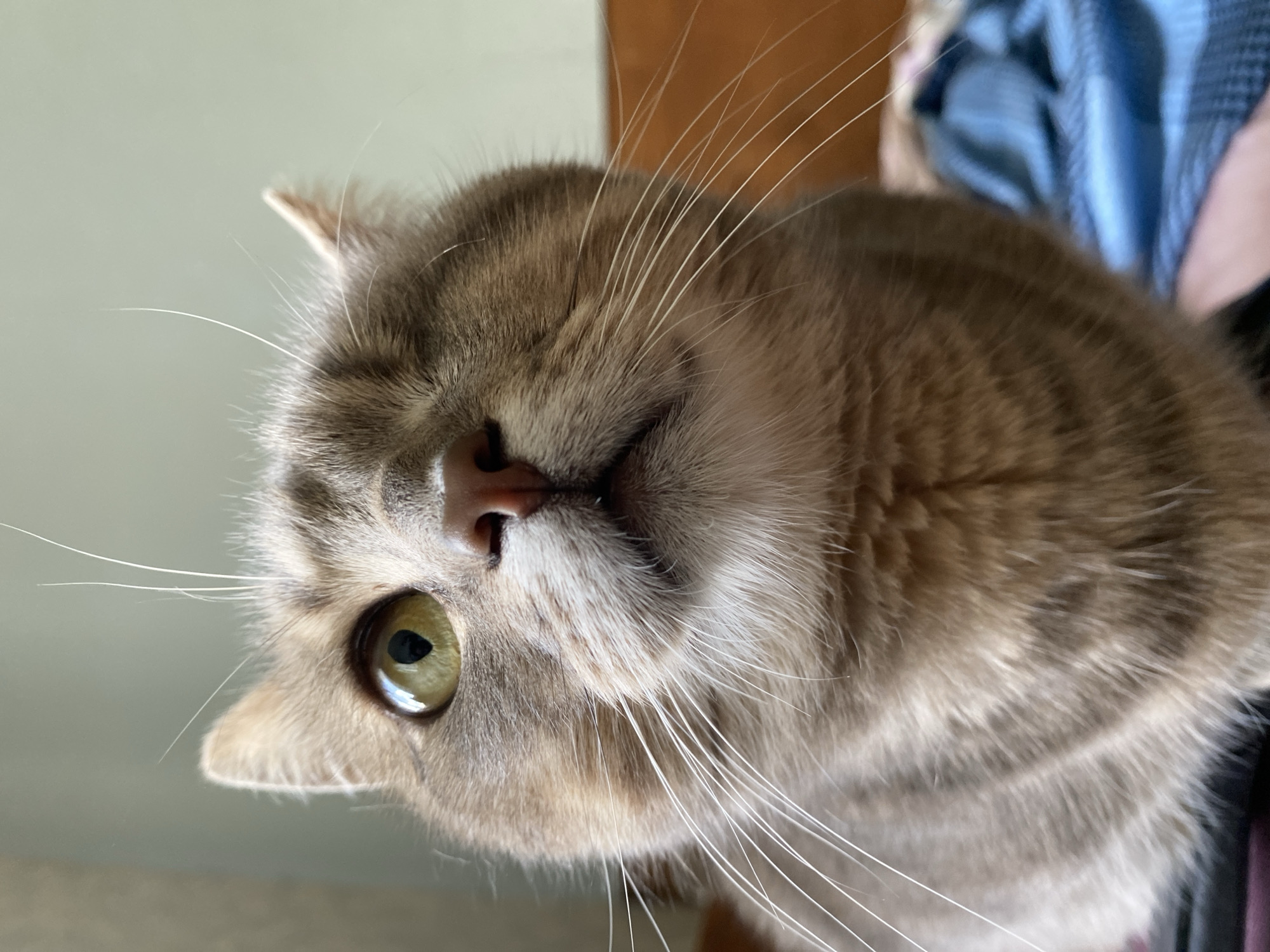 A close-up, low-angle, portrait-style photograph shows the face of a one-eyed, short-haired tabby cat. The cat is facing forward with its head tilted slightly up. Its left eye is open and a bright green, while its right eye is closed. The cat's nose is pink, and its mouth is slightly open, revealing a hint of teeth and tongue. Long, white whiskers extend outwards from its muzzle. The fur on the cat's face is a mix of gray, brown, and white tabby markings. The background is blurred, but appears to be an indoor setting with a light-colored wall or curtain behind the cat and a wooden surface and blue fabric to the right. The lighting is soft, illuminating the cat's face from the front. The location is unknown.