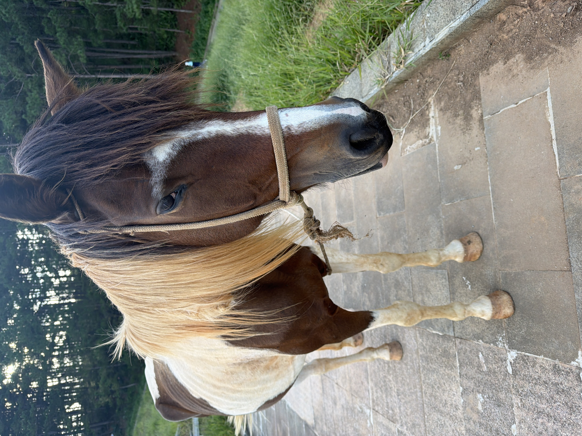 A brown and white horse stands on a paved walkway in Da Lat, Vietnam, looking to its right. The horse has a long, blonde mane and a brown mane that covers its face. A rope halter is around its head. The background shows a line of trees and green grass. A person in a light blue shirt is visible in the distance.