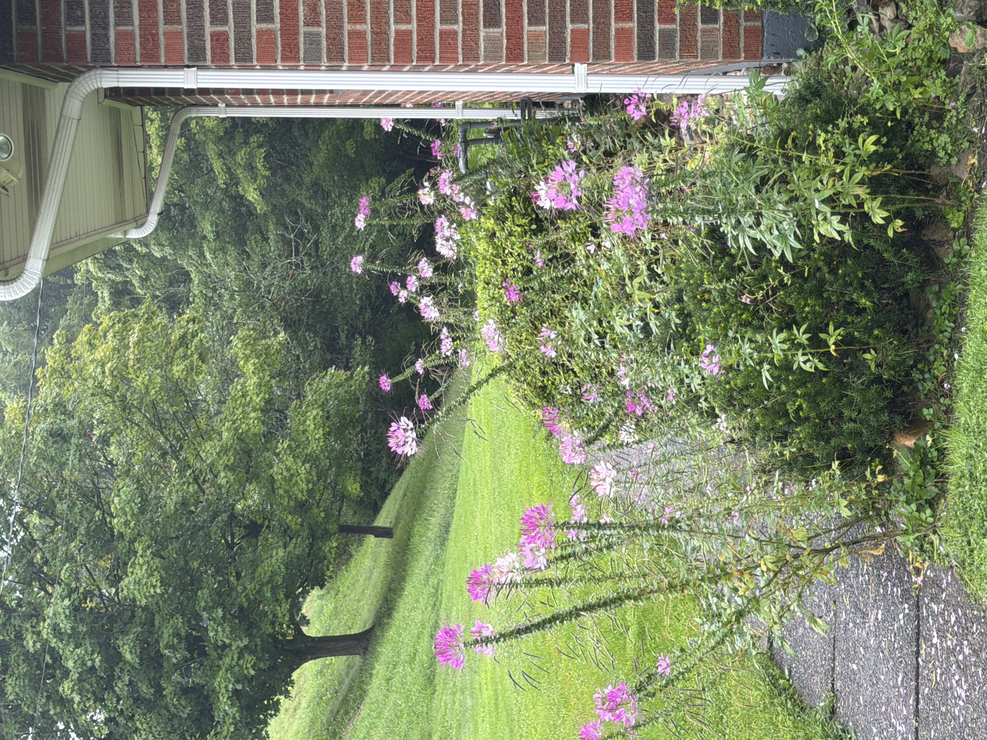 An outdoor, eye-level, full shot captures a brick house and its surrounding vegetation in Fallowfield Township, United States of America. In the foreground, a paved pathway, partially covered in fallen pink petals, leads past a dense arrangement of green shrubs and tall, slender plants with pink and white spider-like flowers. To the right, the textured red brick exterior of the house is visible, with a white gutter and downspout running vertically along the wall. Beyond the flowers and shrubs, a gently sloping green lawn rises towards a large, leafy green tree. The background is filled with a dense forest of green trees, suggesting a rural or suburban setting. The sky above is overcast. There are no people or animals visible in the image. The lighting is soft and diffused, indicating an overcast day.