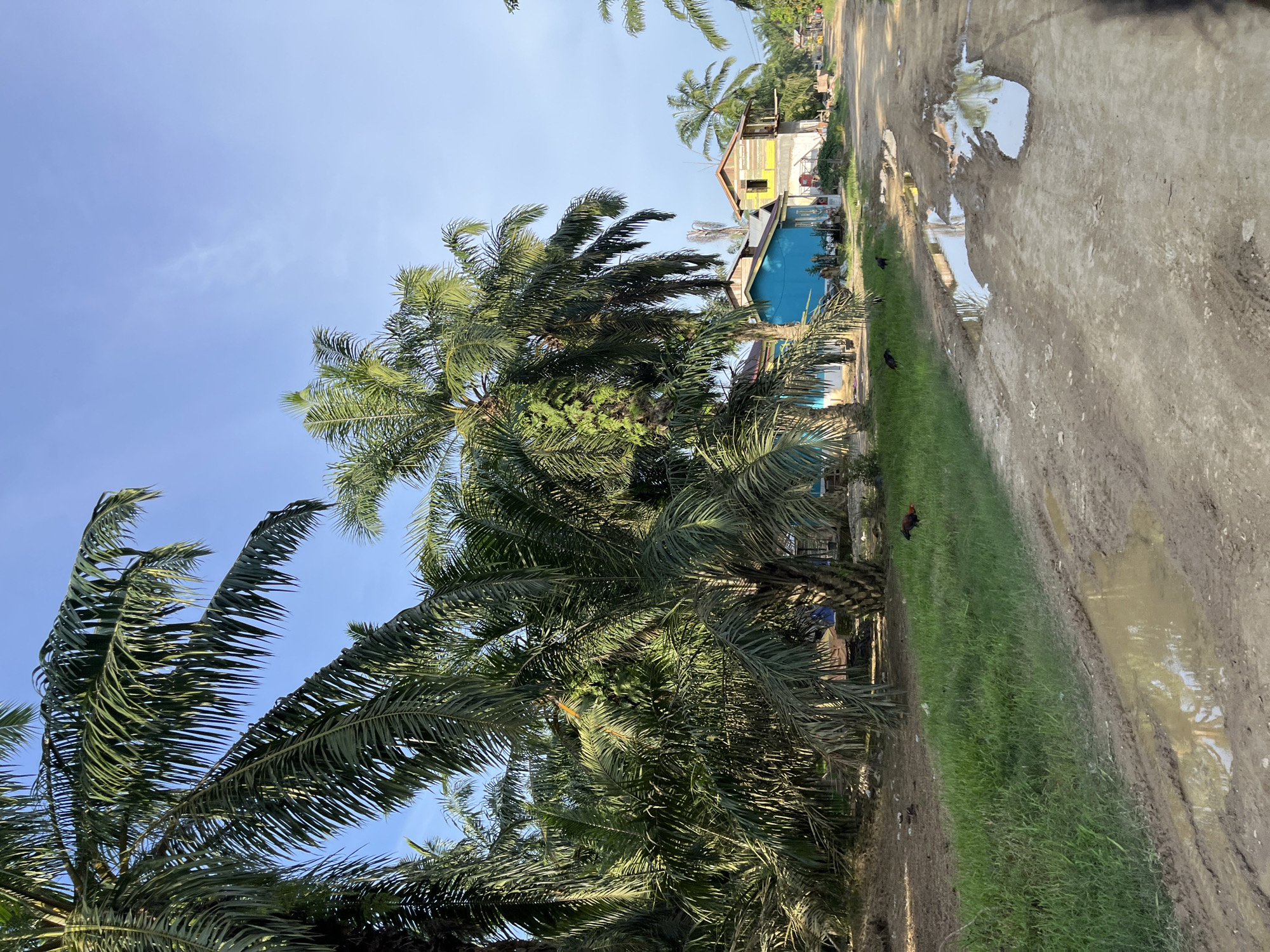 The image depicts a rural scene in Landuh, Indonesia, characterized by a dirt road with puddles reflecting the sky. Tall palm trees with dense foliage dominate the left side of the frame, their fronds creating a canopy. On the right side of the road, there are two simple houses, one painted bright blue and the other yellow and white, appearing somewhat weathered. A few chickens are visible on the grassy area beside the road. The sky is clear blue with a few wispy clouds. The overall impression is one of a humble, tropical settlement.