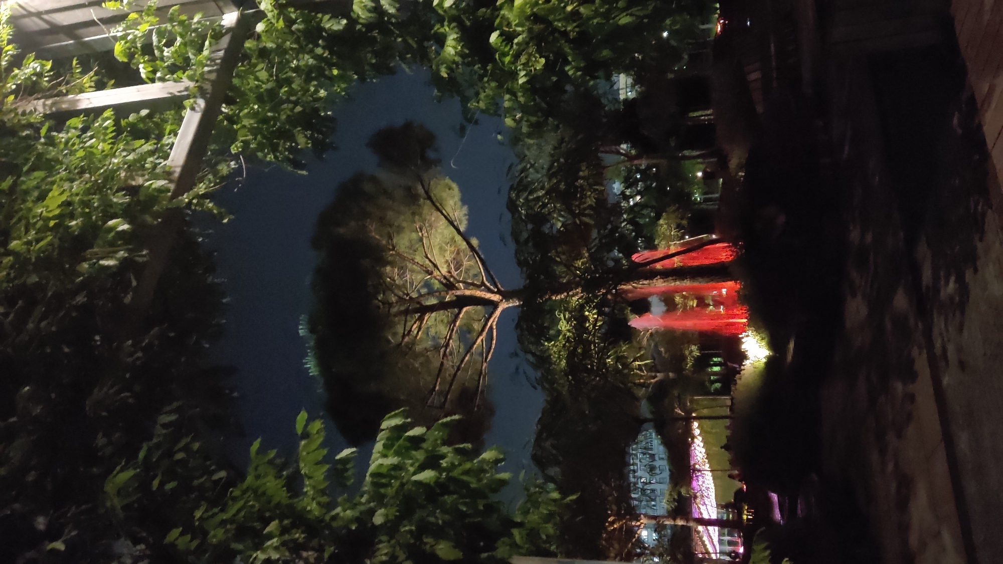 The image depicts an outdoor park scene at night, with a prominent pine tree in the center. The tree is illuminated, highlighting its branches and canopy against a dark sky. In the mid-ground, a fountain emits red-colored water or light, creating a striking visual effect. Surrounding the fountain are dark silhouettes of trees and bushes. In the background, to the left, lights from a building and possibly a canopy structure are visible, suggesting a public area or venue. The foreground shows a dark, textured ground surface, possibly pavement or dirt, with shadows cast by unseen objects. The overall atmosphere is serene and illuminated, with a focus on the natural elements and the dramatic lighting of the fountain. The image was taken in the city of Krasnodar, Russia.