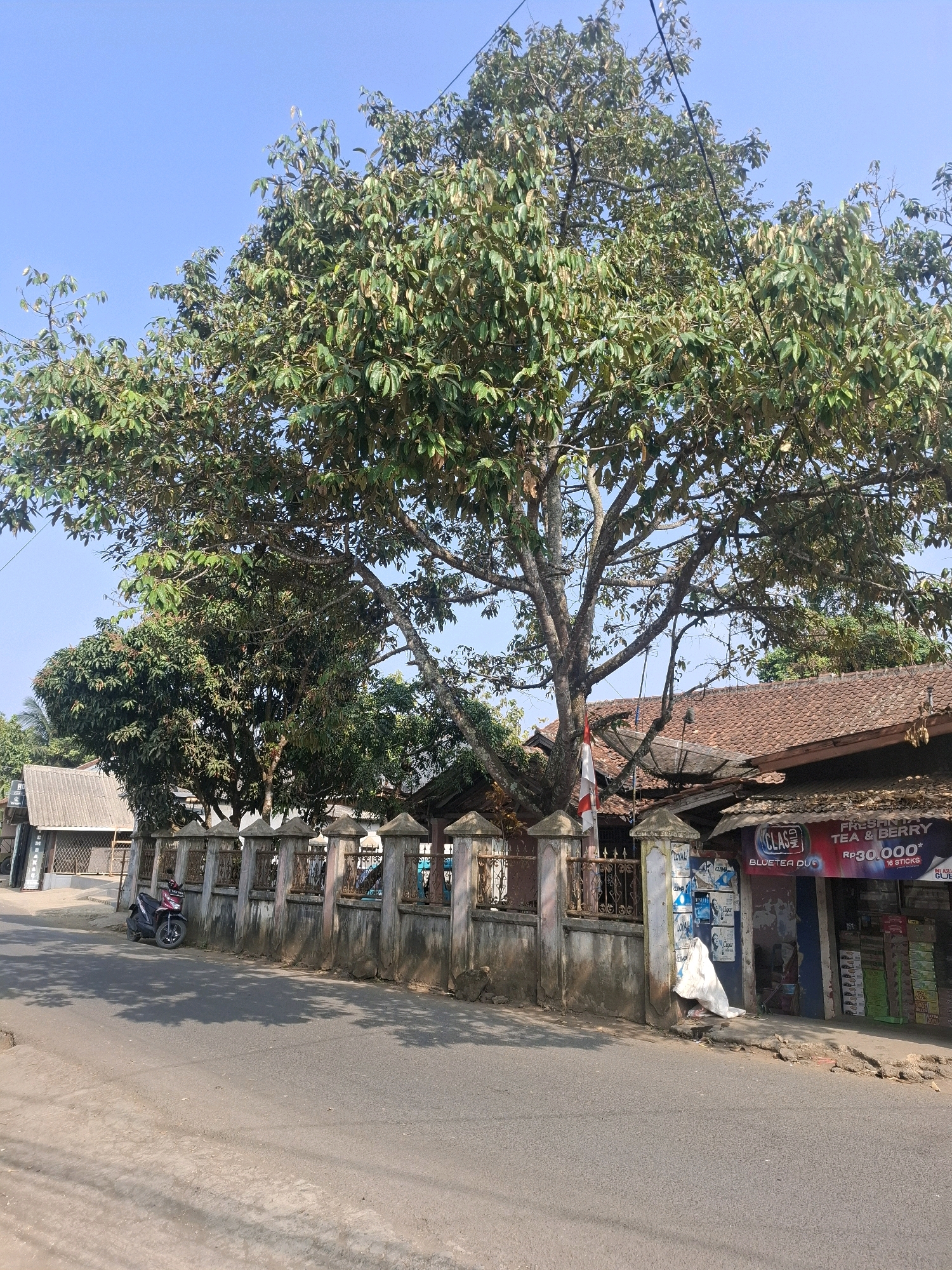 In the city of Ciheulang Tonggoh, Indonesia, under a clear blue sky, a wide paved road runs diagonally from the lower left to the upper right of the frame. A mature tree with a dense canopy of green leaves dominates the center of the image, casting shadows on the road. A dark-colored motorcycle is parked on the left side of the road, near a low, weathered concrete fence topped with decorative posts. This fence encloses a property with several buildings featuring red tiled roofs. To the right of the tree, a storefront with a blue awning displays a red and white advertisement for "CLASS TEA & BERRY" priced at "Rp30.000". Stacks of boxes are visible on the ground in front of the store. A white plastic bag lies near the base of the fence by the storefront. A satellite dish is mounted on the roof of one of the buildings. In the background, more buildings and trees are visible. A small Indonesian flag, red and white, is attached to a pole near the large tree.