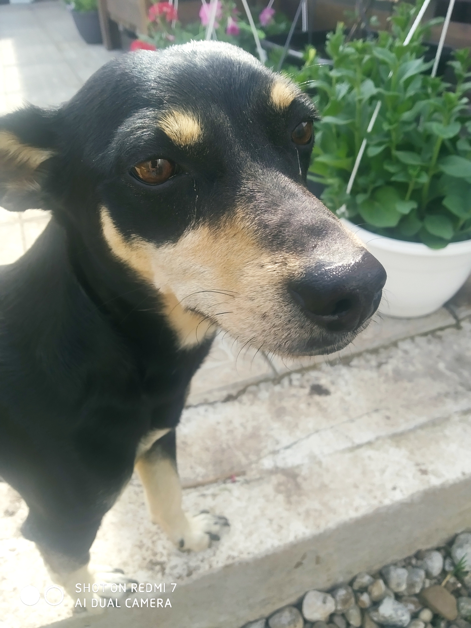 A black and tan dog stands on a concrete surface outdoors. The dog has brown eyes, a black nose, and tan markings above its eyes and on its muzzle and legs. A white pot with green plants sits in the background, along with other flowerpots and some visible flowers. The ground is covered in small rocks. The bottom of the image contains the text "SHOT ON REDMI 7 AI DUAL CAMERA." The location is potentially Ochansk, Russia.