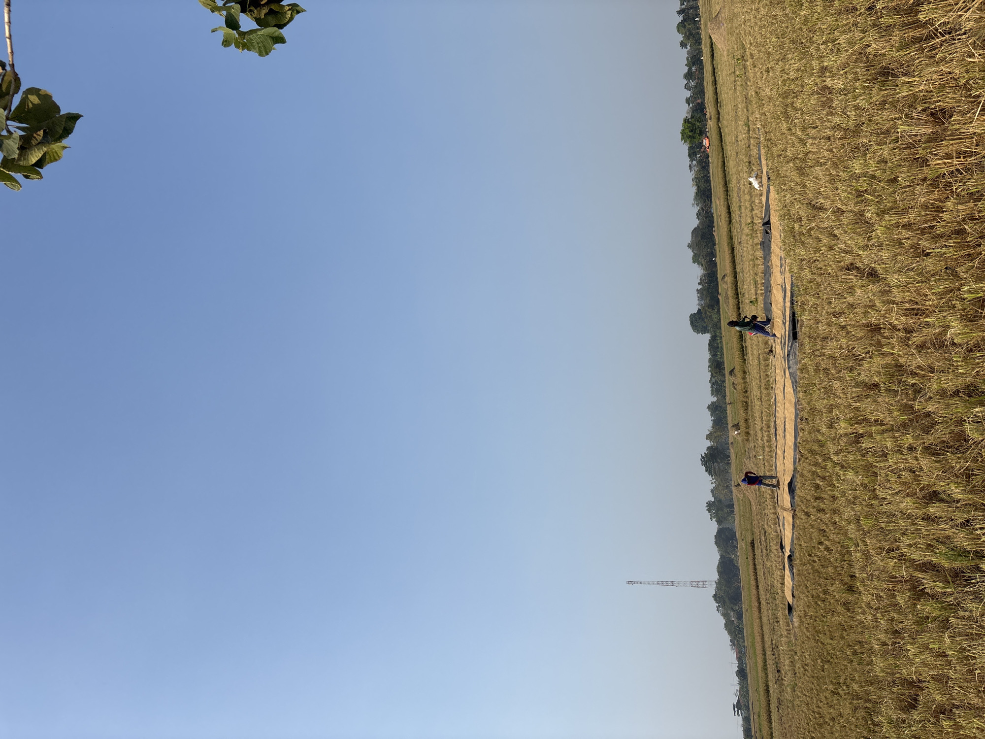 In Salawana, Indonesia, a vast, dry rice field stretches under a clear, pale blue sky. The field is golden brown, with harvested stalks lying flat and some standing. In the middle ground, two individuals are working on a large, rectangular mat spread out on the ground, on which grains have been laid out to dry. One person, wearing a blue shirt and red pants, is actively engaged with the grains. The second person, in a blue long-sleeved shirt and dark pants, is also near the mat. To the right of the mat, a white domestic fowl, possibly a chicken or duck, stands on the ground. In the background, a tall, lattice radio tower rises on a distant hill, surrounded by a line of trees. Further to the right, a few small buildings and more trees are visible. In the foreground, the dry, short stalks of rice fill the bottom of the frame. The image captures a rural agricultural scene during harvest or post-harvest processing.