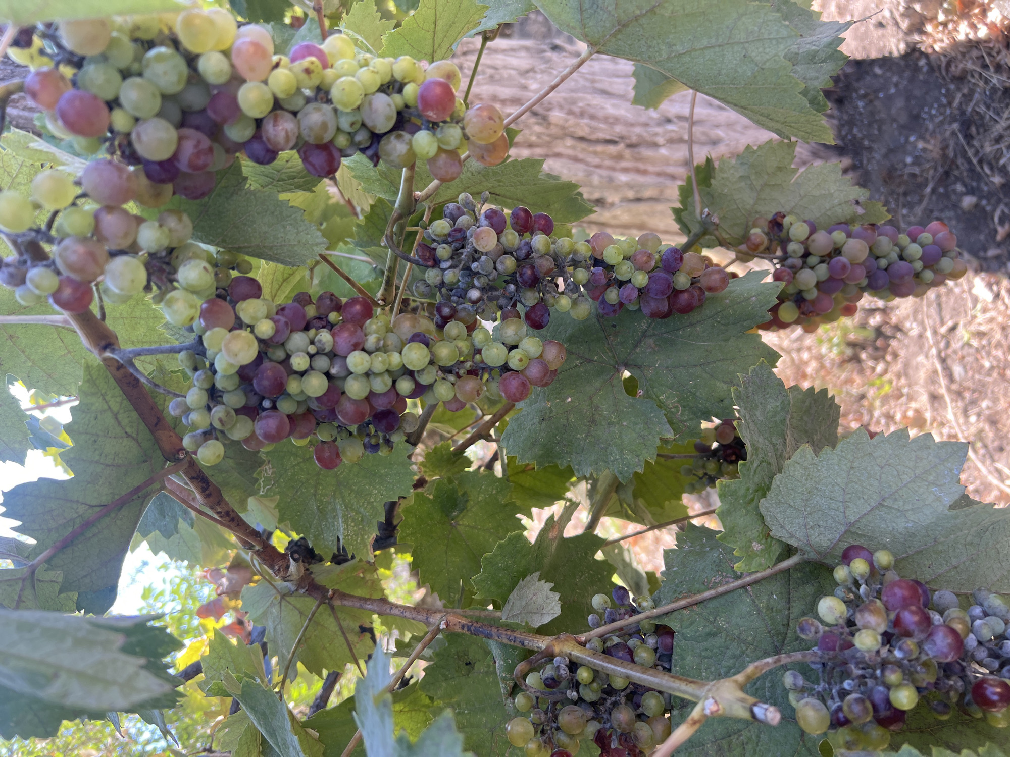 The image depicts a close-up view of several bunches of ripening grapes hanging from a vine. The grapes vary in color, with some being a light green, others a pinkish-red, and some a deeper purple. The vine has large, textured green leaves. The background is softly blurred, showing what appears to be a wooden surface, possibly a fence or tree trunk, and dry ground with some fallen leaves. The lighting suggests an outdoor setting with sunlight filtering through the leaves. The image does not provide any specific visual cues to indicate a location within the city of Odesa, Ukraine.