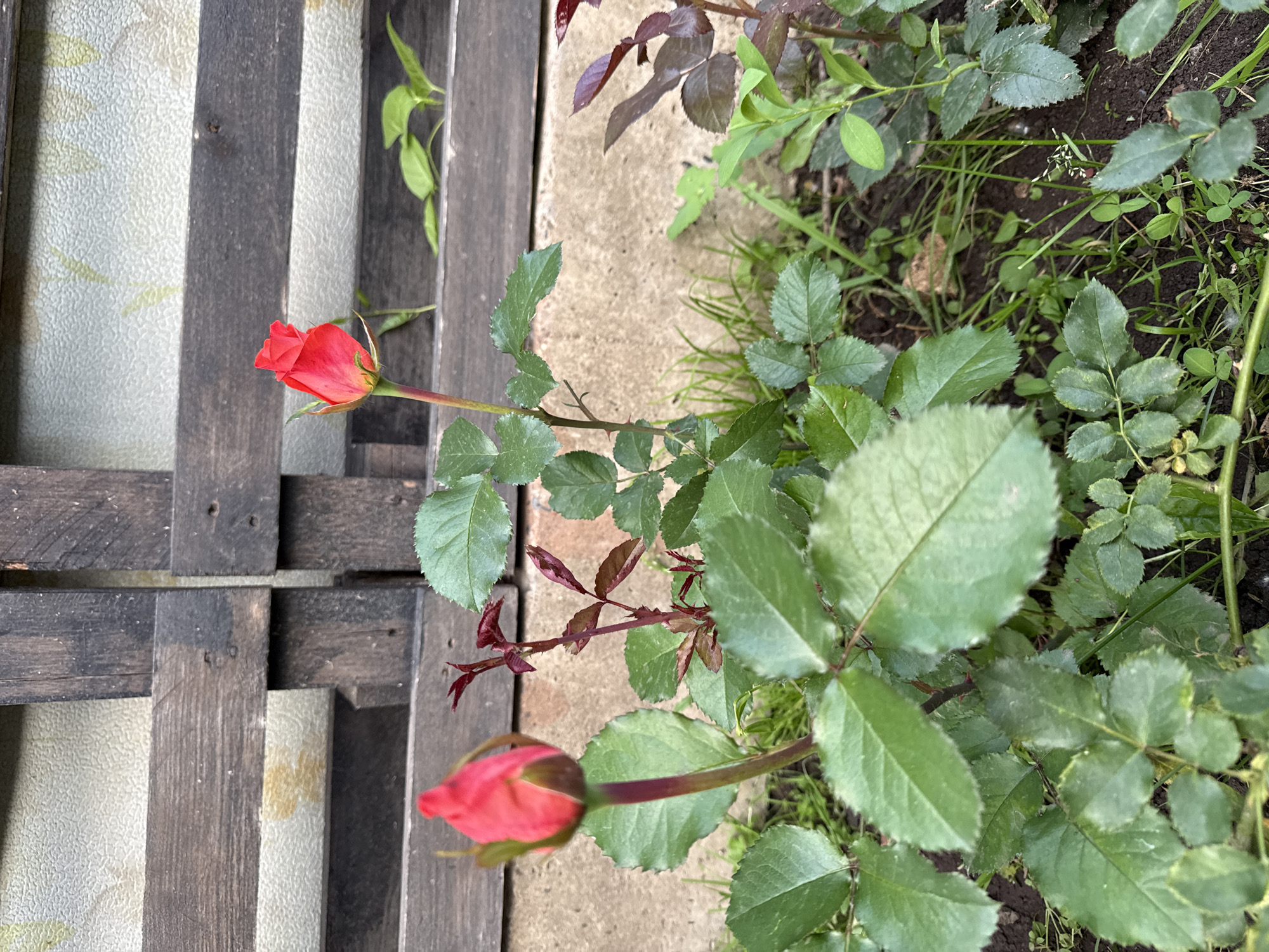 This image depicts a close-up view of two red rosebuds in a garden setting. The rosebuds are in the foreground, with lush green leaves surrounding them. In the background, a weathered wooden fence or trellis is visible, with a textured wall behind it. The ground is covered in soil, grass, and other small plants. The lighting suggests it is daytime, with soft shadows indicating an overcast sky or diffused sunlight. The scene appears to be in a residential garden or park, possibly in the city of Chaikovsky, Russia, given the context. There are no people or animals visible in the image. The focus is on the natural elements of the garden, specifically the budding roses.