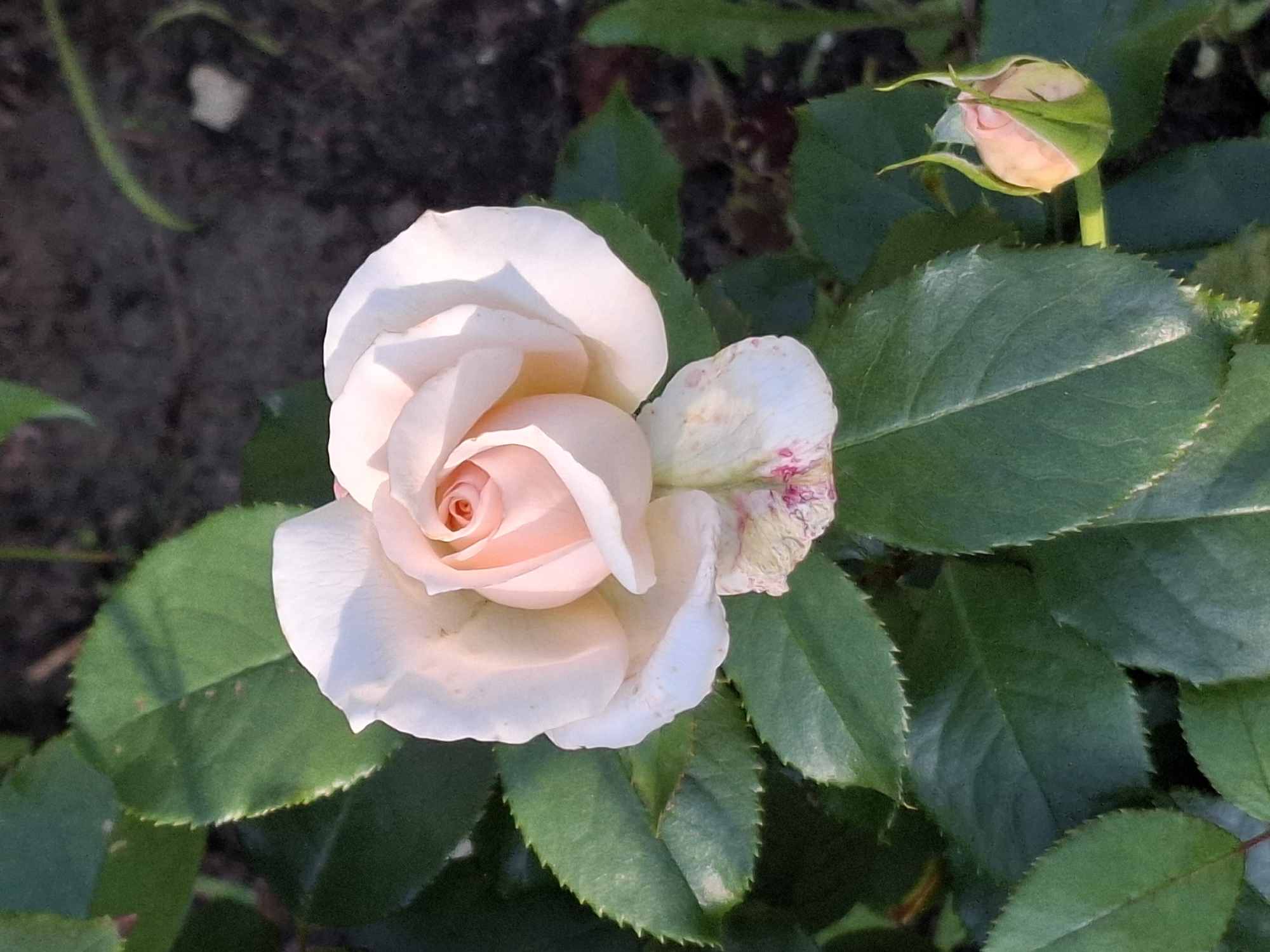 An overhead medium shot captures a pale pink rose in full bloom, centered on a dark background of soil and green leaves. The rose, with its tightly wound center petals transitioning to softer, outward-facing ones, exhibits a subtle gradient of color, deepening to a richer pink within its core and fading to near white at its edges. Some of the lower petals show signs of wilting and are tinged with pink spots. To the lower right of the main bloom, a rosebud, still encased in its green sepals, hints at future blossoms. The surrounding foliage is a deep, healthy green, with serrated edges on the leaves. The lighting suggests it is daytime, with sunlight casting soft highlights on the rose petals and some shadows on the leaves. The overall impression is one of natural beauty and the delicate cycle of a flower's life. The image is located in Unknown, Unknown.