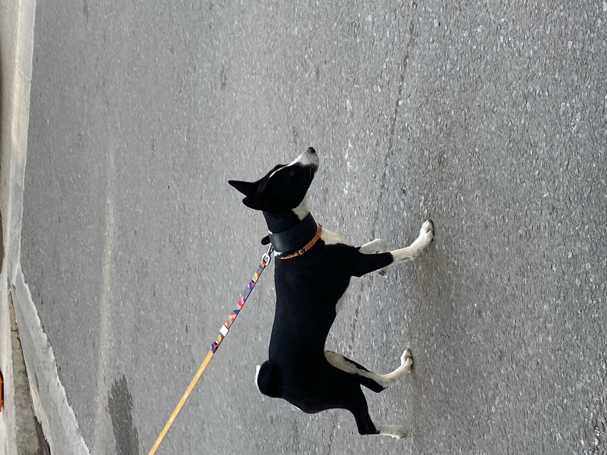 A black and white dog stands on a grey asphalt surface, secured by a black collar and a yellow leash with multi-colored accents. The dog is looking upwards. The scene appears to be in an urban setting. It is not possible to confirm the location is Budva, Montenegro from the image.