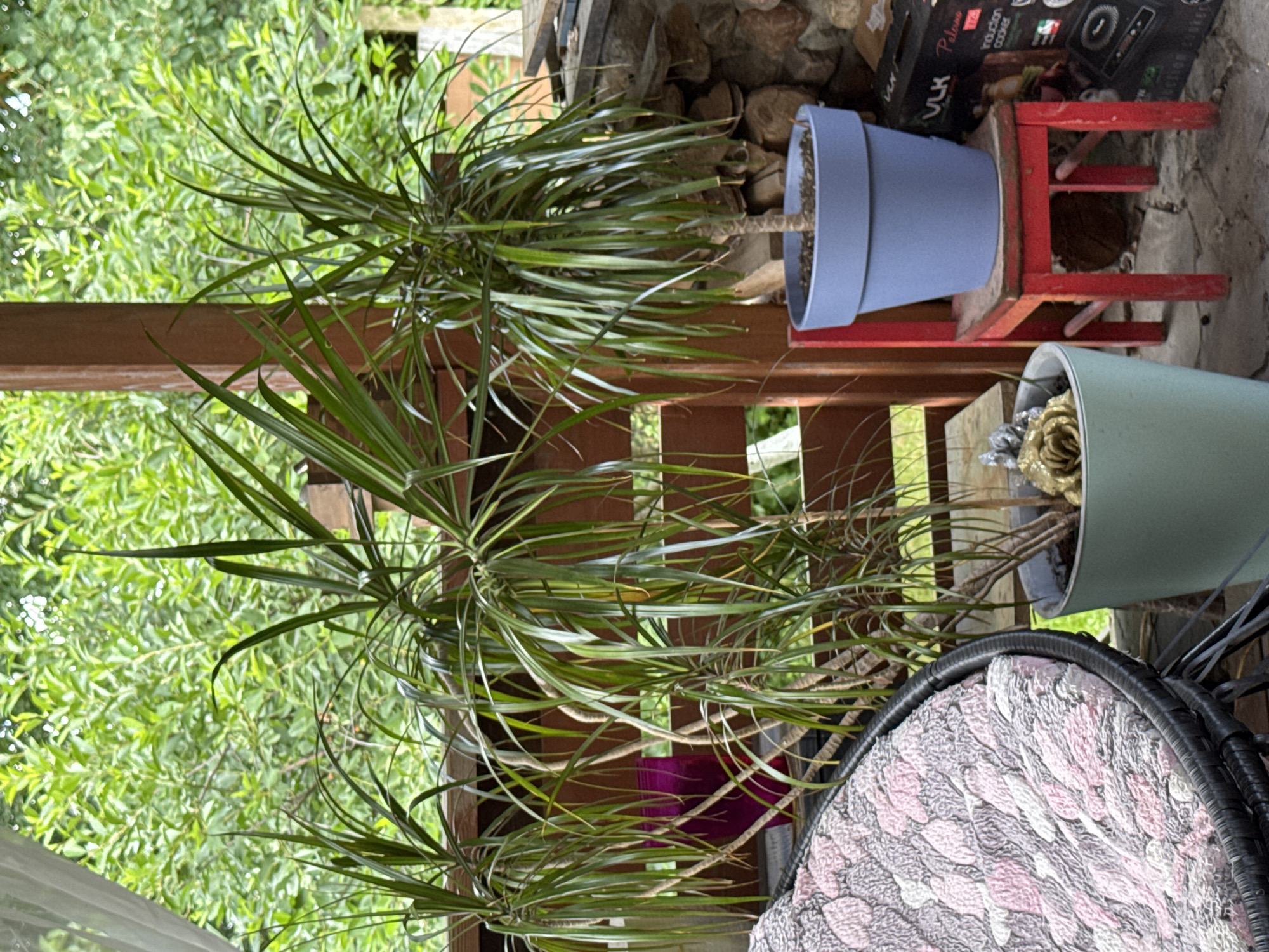The image depicts an outdoor setting, likely a porch or balcony, with lush green foliage in the background. In the foreground, there are several potted plants. To the left, a large, dark wicker chair with a patterned cushion is visible. In the center and right of the image, various plants are housed in pots of different colors, including a teal pot and a blue pot placed on a small red chair. Behind the plants, a wooden railing and a stacked stone wall can be observed. A black box with text, possibly an appliance, is also present on the right side of the image. The overall scene suggests a residential outdoor space, potentially in Bersenevka, Russia, given the context. There are no people or animals visible in the image.