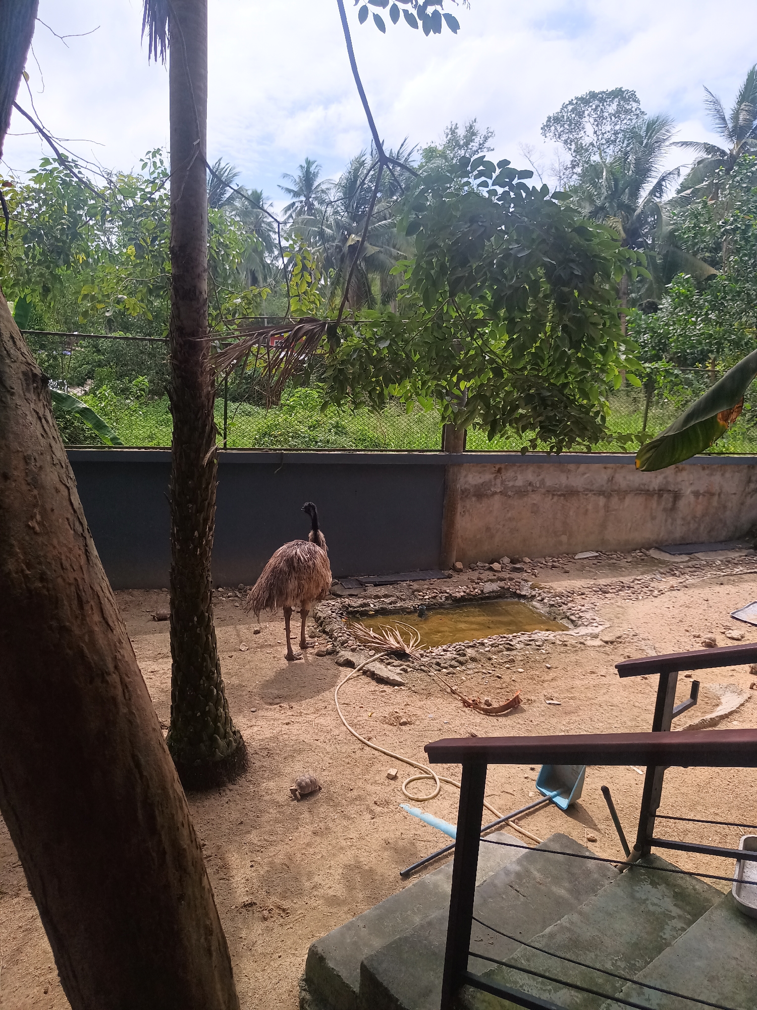 The image captures an outdoor animal enclosure, likely within a zoo or sanctuary, under a bright, partly cloudy daytime sky. The primary subject is an emu (or a similar large, flightless bird), standing on sandy ground in the middle-ground, facing away from the viewer with its head turned slightly to the left. A small turtle is also visible on the sandy ground, to the right of the thick tree trunk in the foreground.
The setting features a sandy floor with a small, shallow, murky water pond, bordered by rocks, towards the right side of the enclosure. A concrete wall separates the immediate enclosure from a dense background of lush green tropical vegetation, including various trees and tall palm trees, and a metal mesh fence.
In the foreground, concrete steps with dark metal railings suggest a viewing area for visitors. Objects scattered on the sand include a coiled white hose, a light blue dustpan, and a broom handle. A metal tray rests on the steps. No people are visible. The overall scene depicts a calm moment in an animal habitat. There is no visible text. The bright lighting and clear sky indicate it is daytime. The tropical flora is consistent with the location context of ตำบลเกาะพะงัน, Thailand.