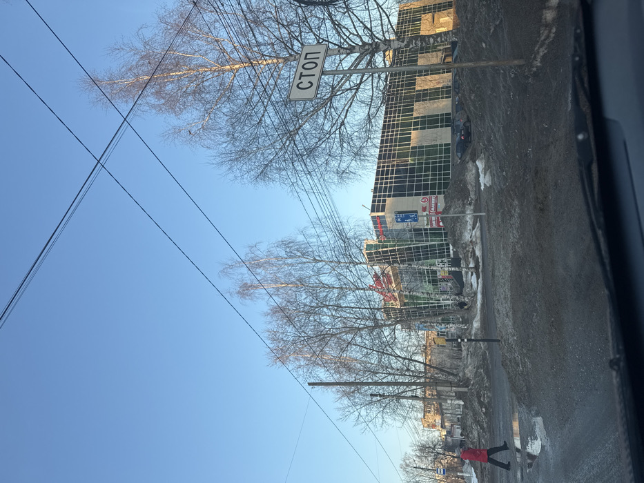 The scene depicts an outdoor urban environment at **Улица Ленина, 50, Chaikovsky, Perm Krai, Russia**. The vantage point is from inside a vehicle, with the dashboard visible at the bottom of the frame.
The central subject is a multi-story commercial building, identified as housing "Пятёрочка" (Pyaterochka) and "МАГНИТ Косметик" (Magnit Cosmetic) stores, distinguished by their respective signs. The building features a modern facade composed of alternating dark-paneled sections and reflective green-tinted glass panels.
To the left, one individual is observed walking from left to right across a partially visible pedestrian crossing. This person is wearing a bright red coat and dark lower garments. In the foreground, the ground consists of a mixture of dark, wet asphalt or dirt, interspersed with patches of dirty, melting snow and visible puddles, indicative of a thaw. Several dark-colored passenger vehicles are parked in a lot in front of the main building, partially obscured by accumulated snow and ground elevation.
In the mid-ground, a white rectangular sign with black Cyrillic text reading "СТОП" (STOP) is mounted on a pole. A blue pedestrian crossing sign is also visible near the commercial building. Numerous tall, bare deciduous trees, characteristic of birch, are scattered throughout the scene, suggesting late winter or early spring conditions. The sky is clear and blue, and multiple utility wires or power lines crisscross the upper portion of the frame. Older, less distinct buildings are visible further down the street to the left of the main commercial structure.