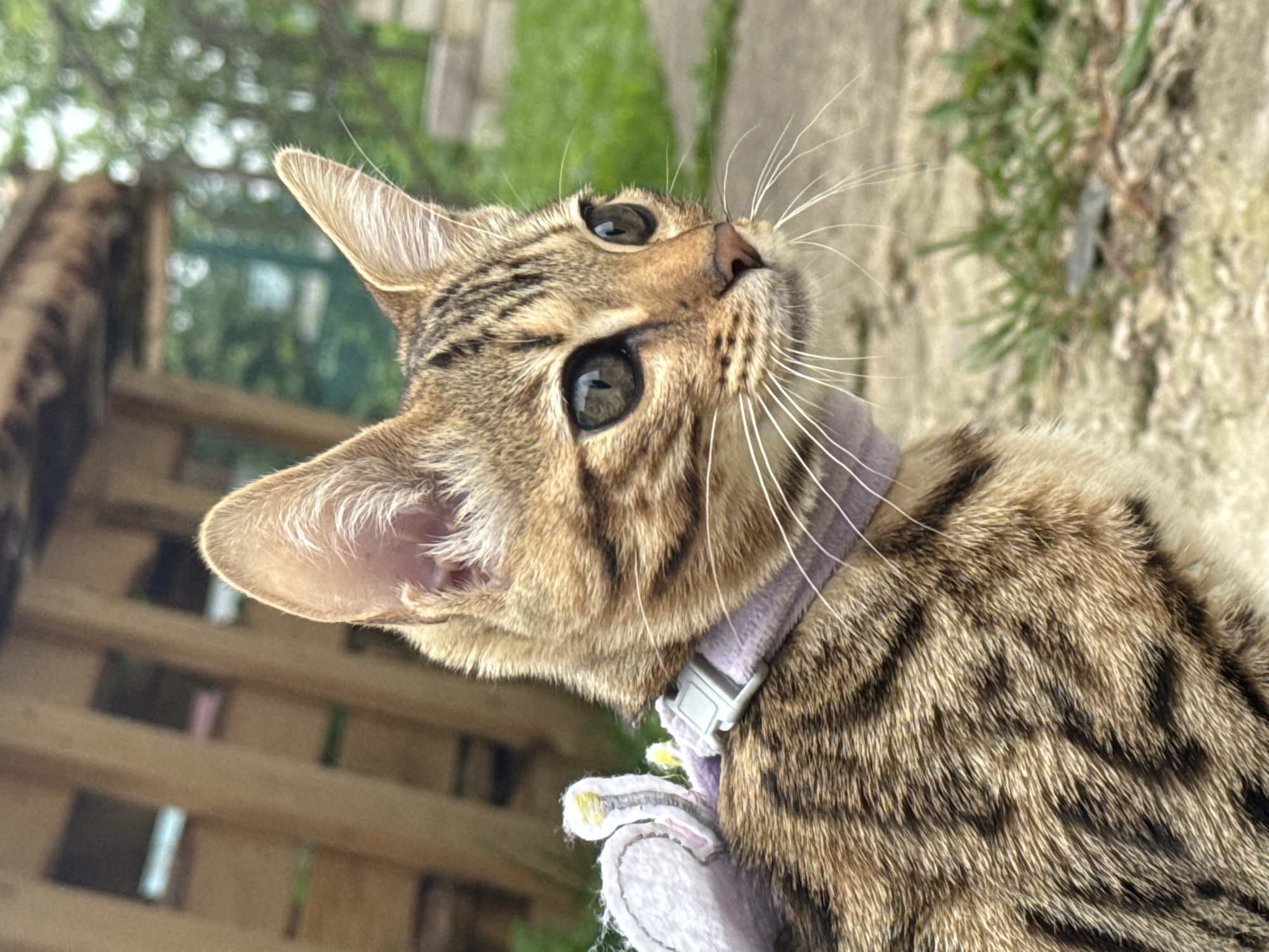 A close-up, eye-level shot shows a young tabby cat outdoors. The cat is wearing a light purple collar with a white, plush accessory attached, possibly a harness or decoration, featuring a yellow accent. The cat's fur is a mix of brown and black stripes, and it has large, dark eyes with prominent white whiskers. The cat is looking to the right of the frame. The background is blurred, with visible elements including a wooden structure and green foliage. The ground appears to be a mix of gravel and grass. The image is taken in Rzhev, Russia.