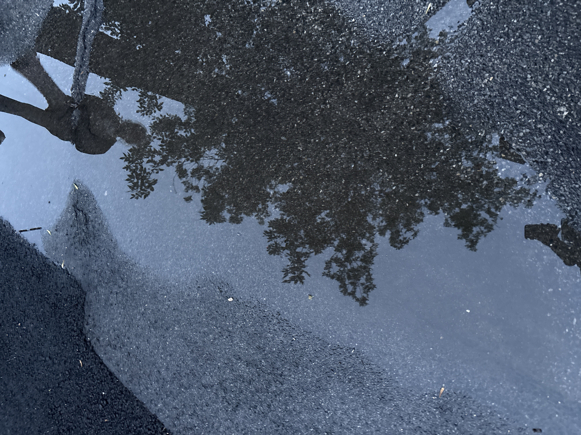 This image captures a reflection of a person and a tree in a puddle on an asphalt surface. The puddle is irregularly shaped and covers a portion of the asphalt, which appears to be a road or walkway. The reflection shows a person's legs and torso, suggesting they are standing or walking. The tree's branches and leaves are also visible in the reflection. The lighting suggests it is daytime. The presence of asphalt and a puddle indicates an outdoor environment, likely in an urban or suburban setting. Without additional information, it is not possible to ascertain the specific location within Siemianowice Śląskie, Poland.