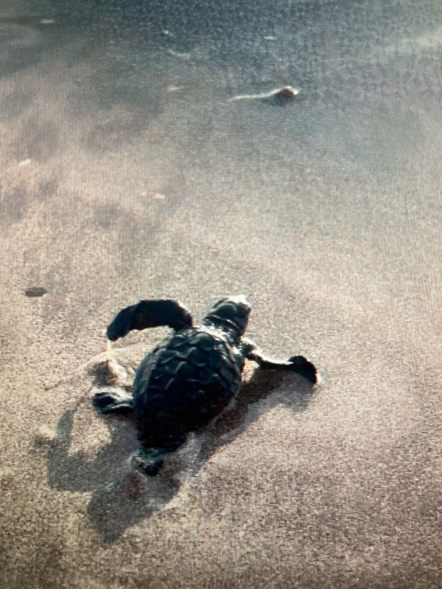 A baby sea turtle is shown from a top-down perspective, moving across a sandy beach towards the water. The turtle is dark in color and appears to be in motion, with its flippers spread. The sand is light brown and appears wet in some areas, suggesting it is close to the ocean. There are small, blurry objects in the background that could be other hatchlings or debris. The lighting suggests it is daytime, possibly early morning or late afternoon due to the long shadow cast by the turtle. The location is Sejahtera, Indonesia.