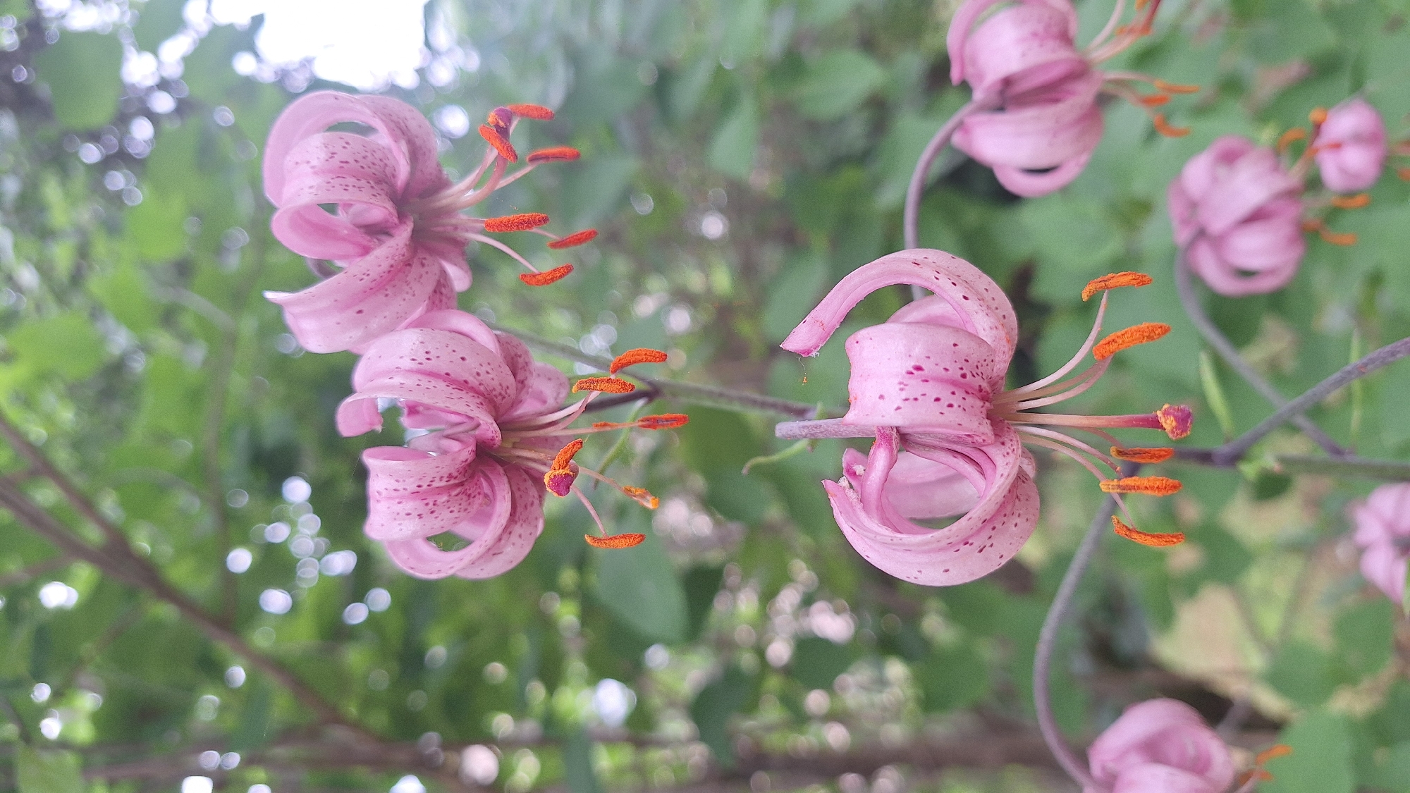 A vertical, close-up, outdoor shot features a cluster of pink lilies with dark spots on their petals and orange stamens. The lilies are in various stages of bloom, with some more open than others, and appear to be growing on a vine. The background is blurred, showing green foliage and tree branches, with out-of-focus circular highlights that suggest dappled sunlight. The overall lighting is soft and diffused. The image does not depict any people or specific landmarks that would indicate a location within a city in Latvia.