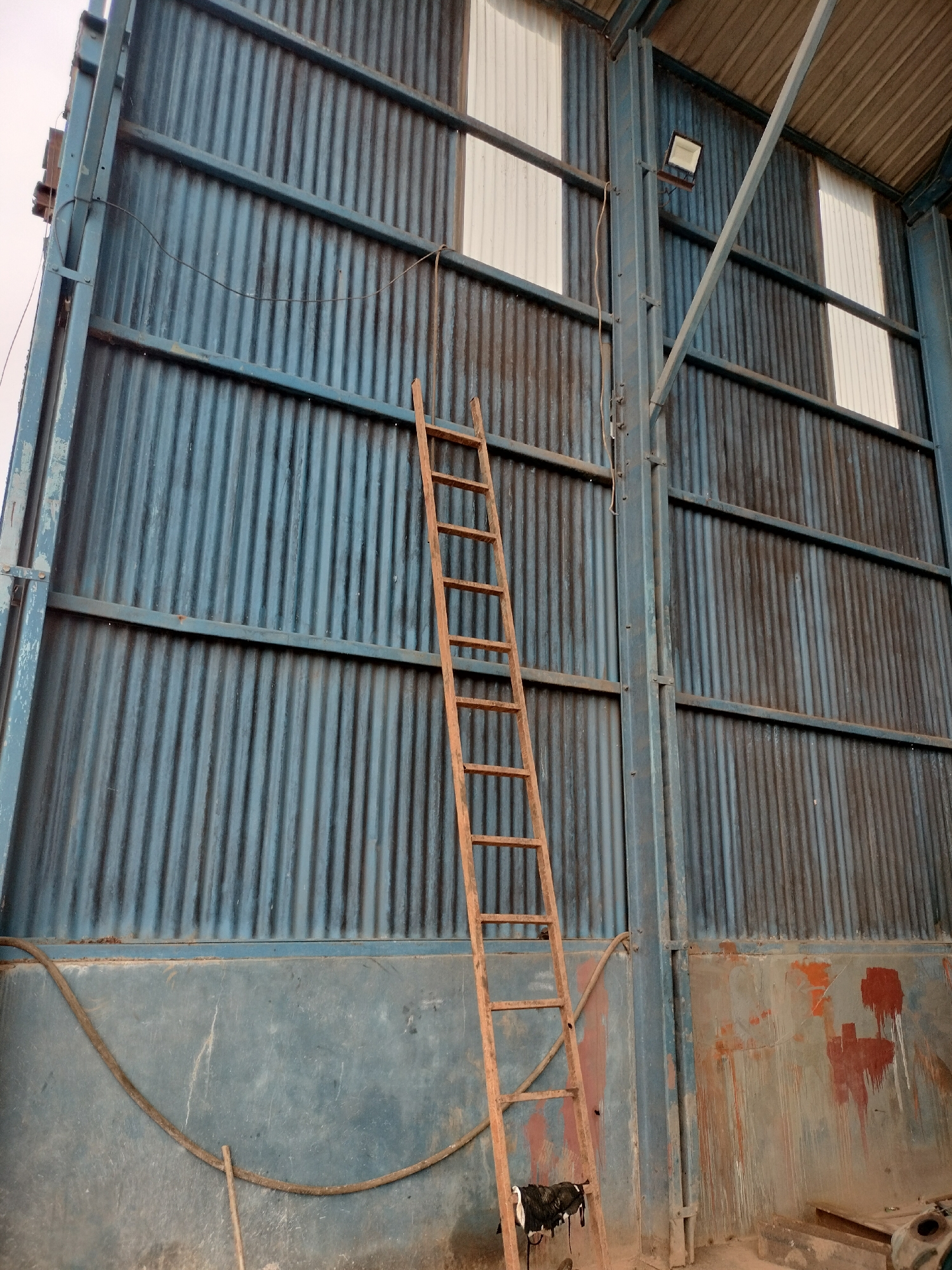 This is a low-angle, full shot of the interior of a warehouse or industrial building, likely located in Batam, Indonesia. The dominant feature is a large, corrugated blue metal wall that takes up the majority of the frame, showing signs of wear and tear, including some rust and paint splatters in reddish-brown hues. A tall, wooden ladder is propped against the wall, extending from the bottom of the frame nearly to the top. At the base of the ladder, a bundle of black and white fabric is visible.
The roof of the building is made of corrugated metal, and natural light filters through several vertical, translucent panels that punctuate the blue wall. A metal beam structure supports the roof and runs vertically along the wall. A single, square floodlight is mounted on one of these vertical beams near the top of the wall. On the lower part of the blue wall, a thick, dark hose or cable is draped horizontally, secured by what appears to be a thin wire. The floor of the building is rough and appears to be concrete or compacted earth, with some debris. The overall impression is that of a functional, utilitarian space that has seen considerable use.