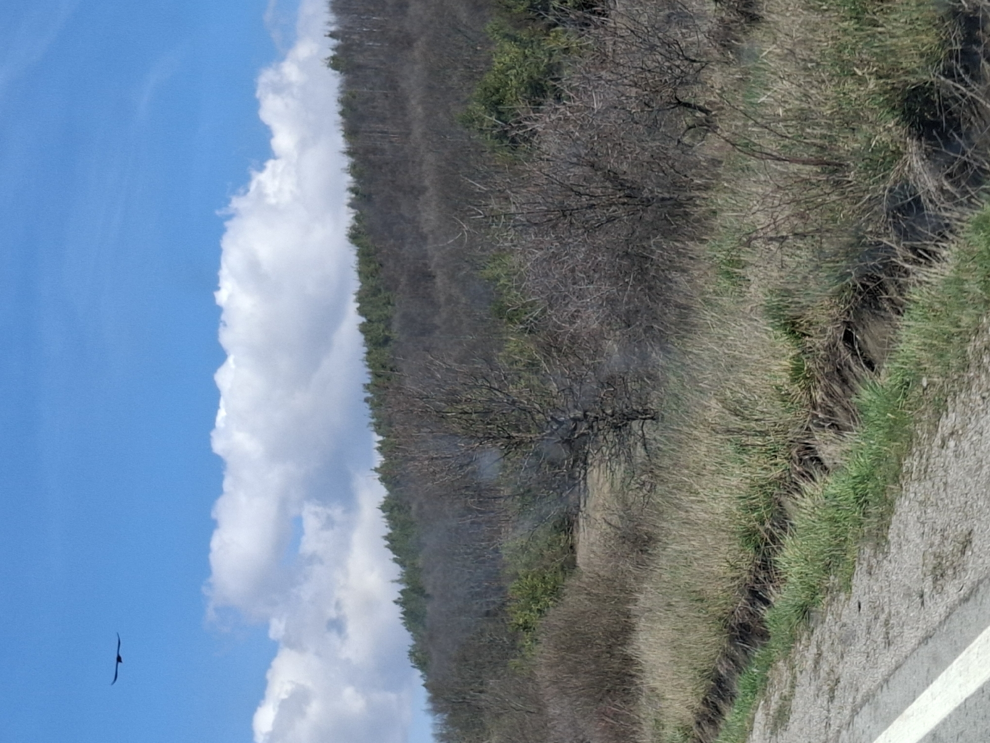 The image depicts a landscape in Drenovo, Bulgaria. A partly cloudy sky occupies the left of the frame, transitioning to a treeline and dense foliage. A bird is visible in the blue sky. The trees and bushes display bare branches and dry grasses, indicating either late autumn or early spring. A paved road with a white edge marker runs along the right side of the frame.