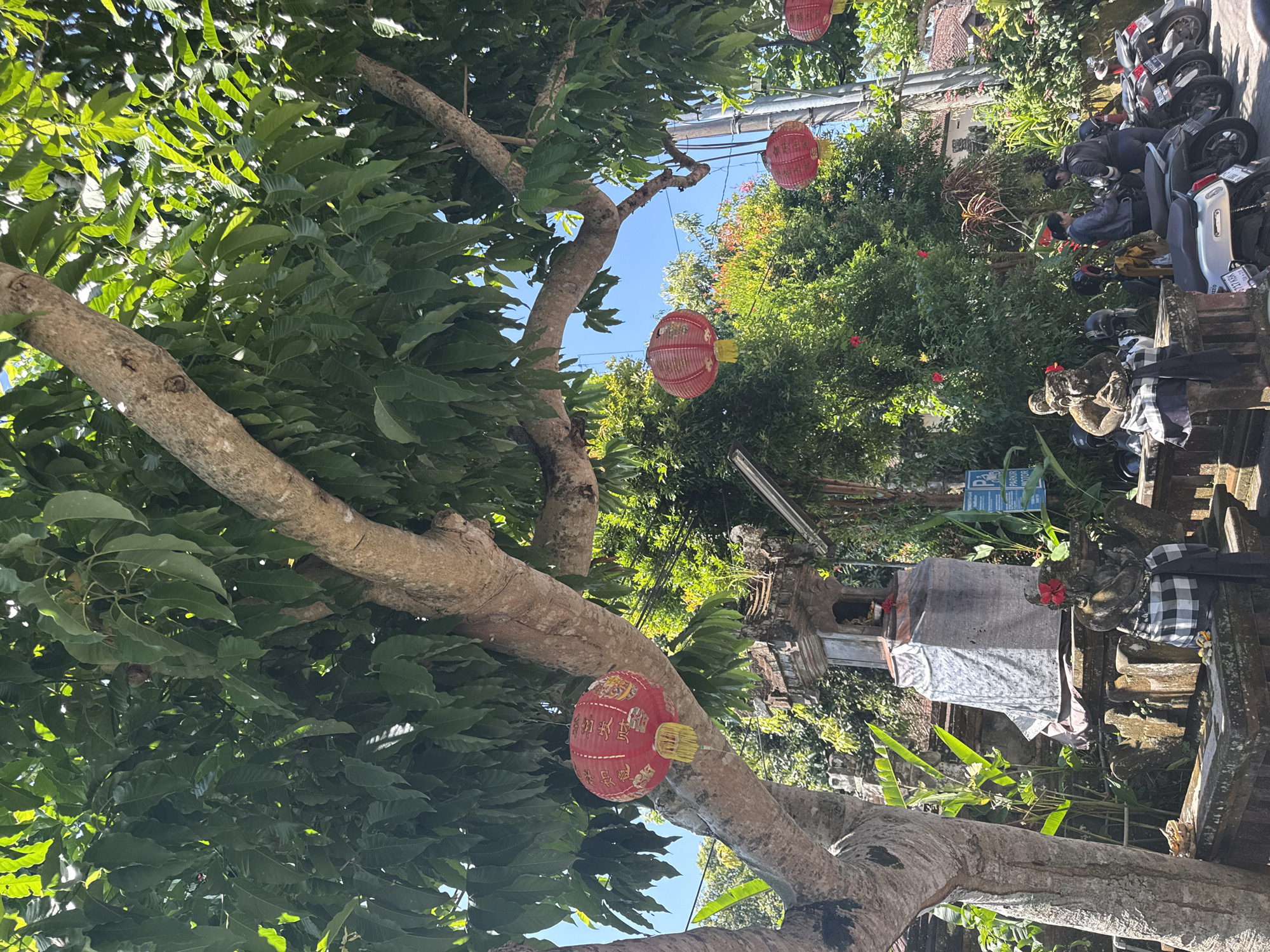The image depicts a scene in Petulu, Indonesia. In the foreground, a large tree with thick branches and green leaves dominates the view. Red Chinese lanterns are hung amongst the branches. In the background, greenery, buildings, and parked motorbikes are visible. A traditional Balinese statue adorned with a checkered cloth stands on a stone structure.