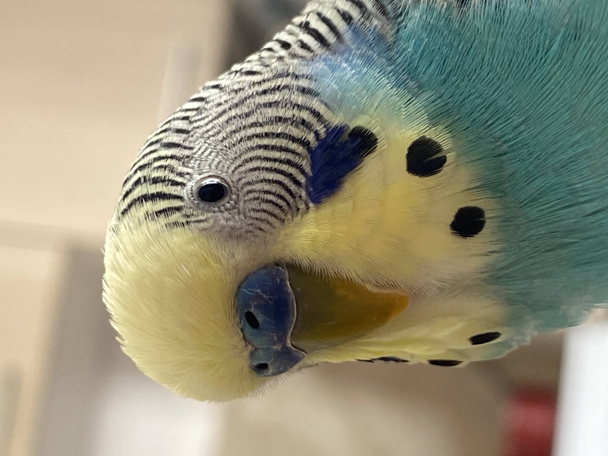 A close-up shot captures a colorful budgerigar (parakeet). The bird has black stripes on its head and wings, which fade into blue. The face is primarily yellow, with black spots on the cheek. The beak is blue at the top and yellow at the bottom. The eye is dark and round. The background is blurred, but the light suggests an indoor environment. The location of the image is not provided.