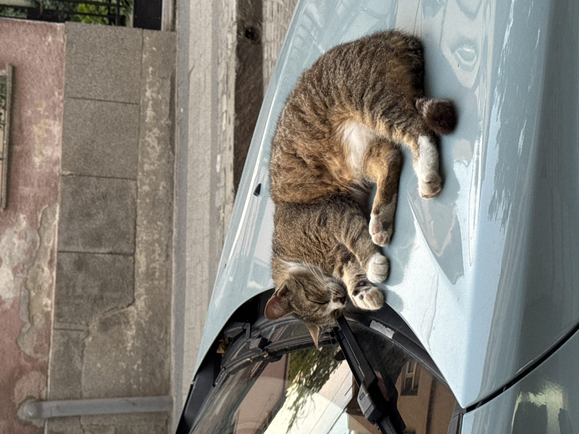 A tabby cat is sleeping on the hood of a light blue car parked on a street in Plovdiv, Bulgaria. The cat is curled up with its eyes closed and paws tucked underneath its body. The car is parked in front of a building with a textured, weathered facade. The background shows a street with cobblestones and a sidewalk. The scene appears to be outdoors during daylight.