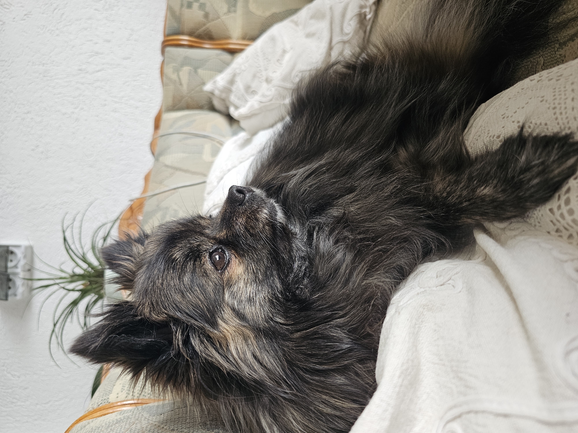 A dark-haired dog lies on a beige and green patterned couch covered with a white blanket. The dog's head is tilted upward and to the left, with its nose and one eye visible. A houseplant is behind the dog's head, and a white wall with an electrical outlet is behind the plant.
The location is unknown and there is no indication of the city of Krasnovo, Bulgaria.