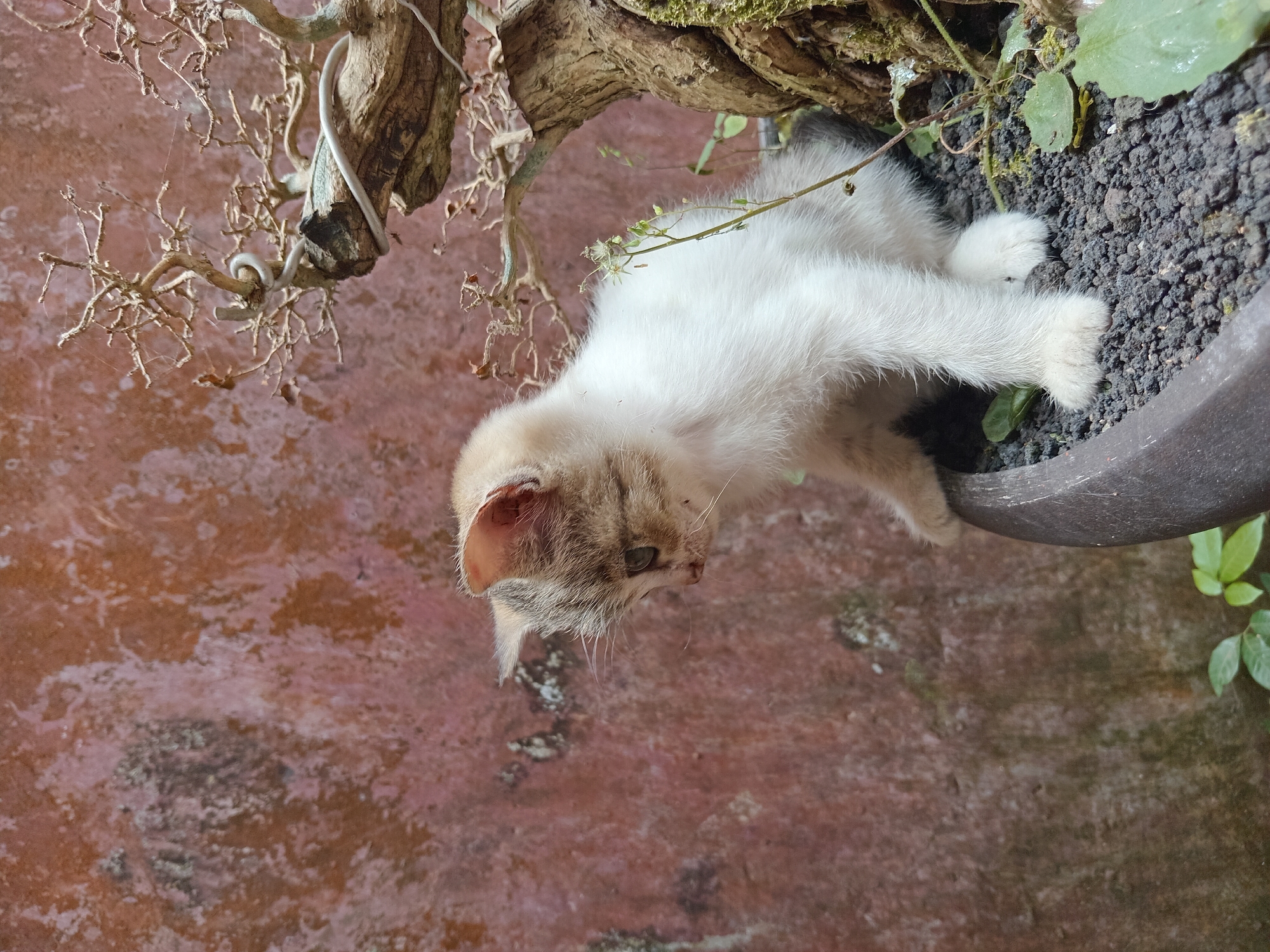 A young kitten with white and tan fur sits in a dark pot filled with dark volcanic rock. The kitten is looking down and to its left. To the right of the kitten is a bonsai tree with dry, intricate branches. Behind the kitten and the bonsai is a rough, textured wall with reddish-brown and grey tones. The environment appears to be outdoors.