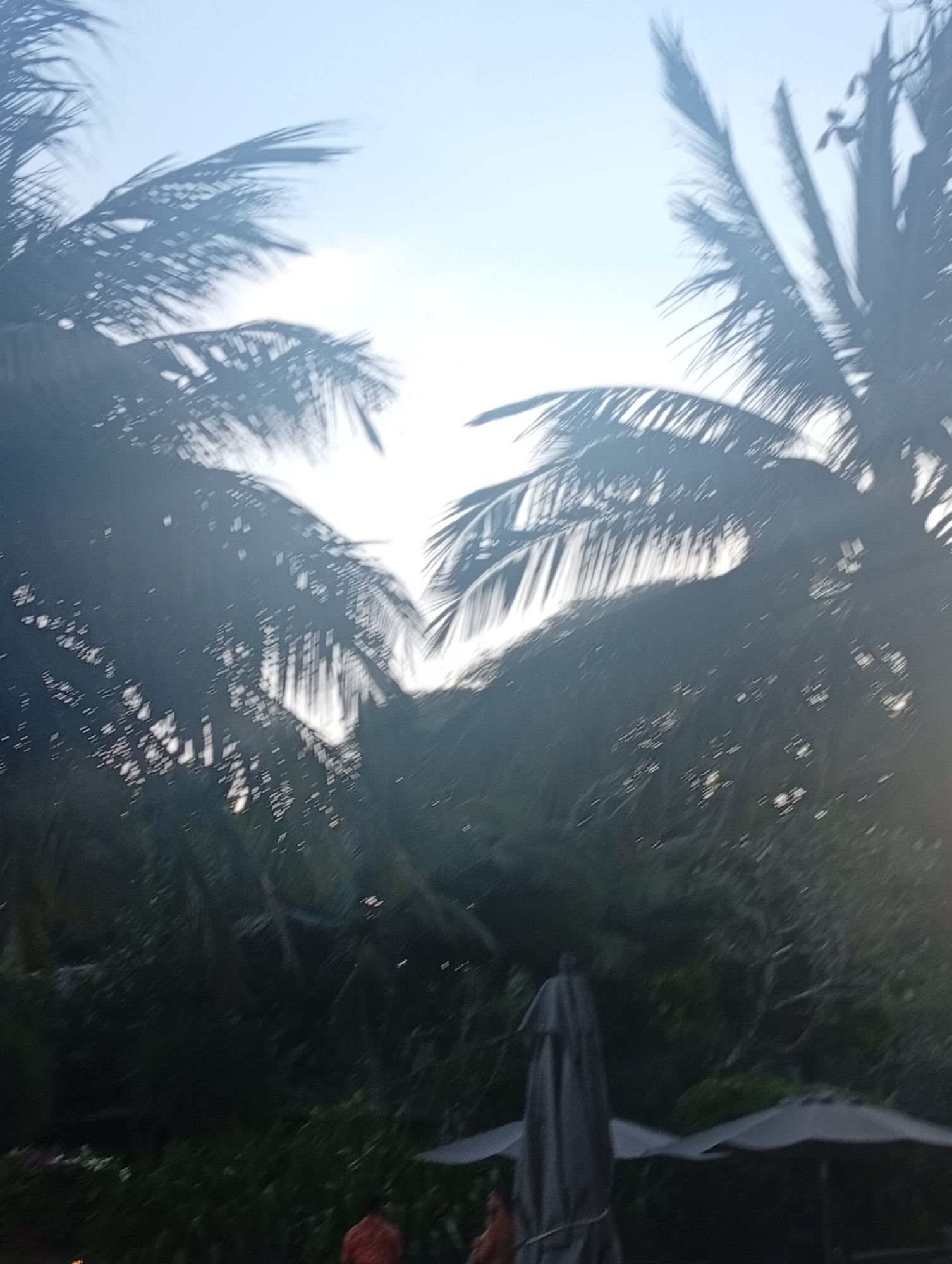 The image shows a scene likely in Denpasar, Indonesia, given the tropical vegetation. In the foreground, partly visible are the tops of possibly three sun umbrellas and what appears to be two people, one in an orange garment. The image is dominated by dense foliage, including what appear to be palm trees. The upper portion reveals a bright sky, possibly indicative of late afternoon or early evening. The overall impression is of a tropical setting with sun protection structures and visible people, possibly in a resort or park-like area.