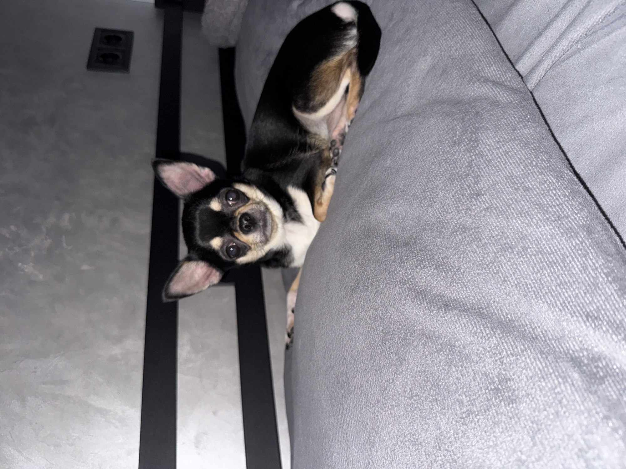 A chihuahua is lying on its back on a grey sofa, with its head turned towards the camera. The dog's body is mostly black, with tan markings on its face and legs, and a white patch on its chest. Its ears are large and pointed, and its eyes are dark and round. The dog appears relaxed and content. The sofa is made of a soft, textured fabric, and it is positioned in a room with grey walls and black trim. There is an electrical outlet visible on the wall behind the sofa. The lighting in the room is dim, suggesting it is either nighttime or the room is not well-lit. The overall mood of the image is peaceful and cozy.