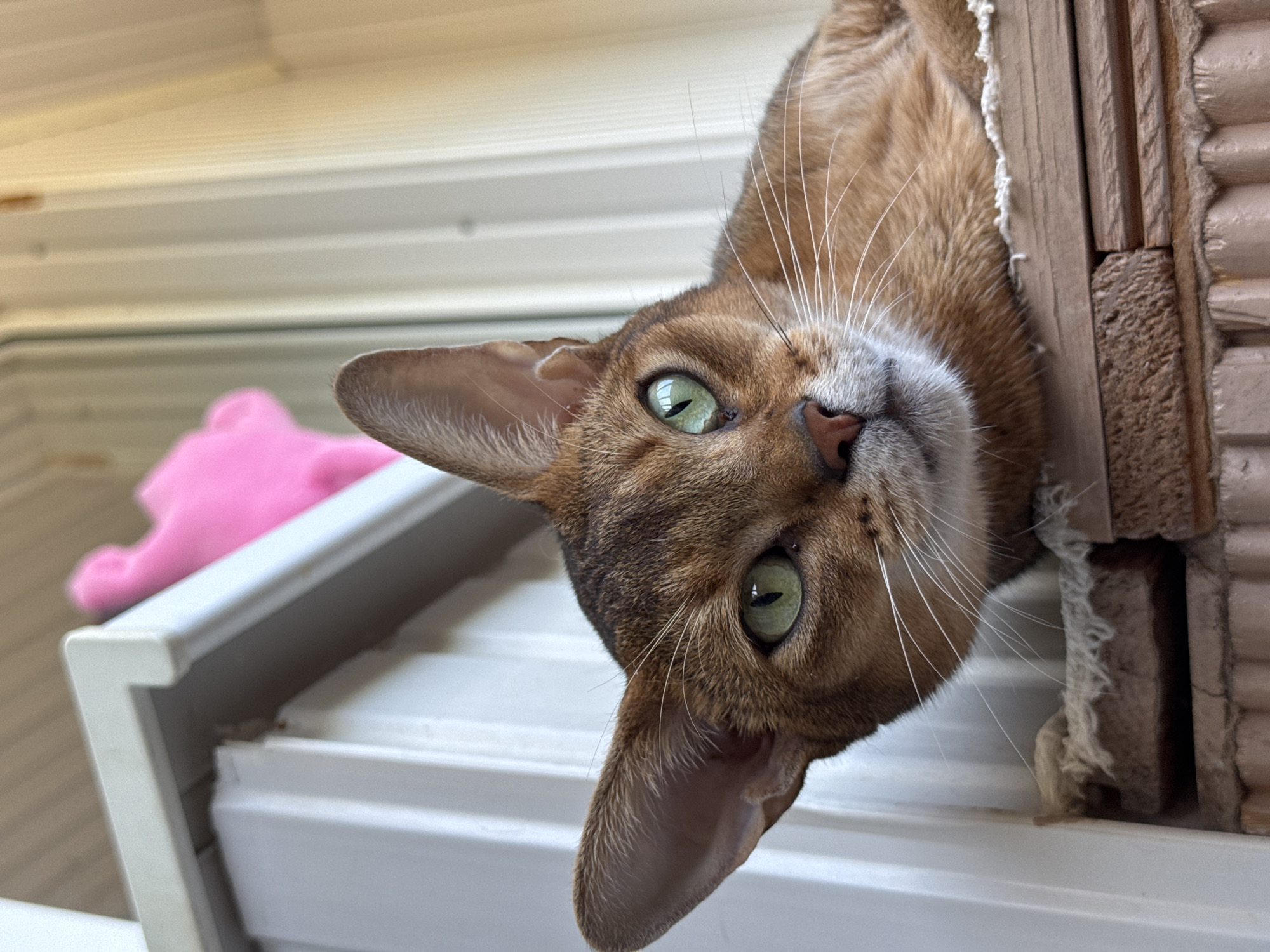 A close-up, low-angle shot shows an Abyssinian cat with large, green eyes and light brown fur resting on a wooden surface. The cat's head is tilted slightly, and its ears are perked up. The background consists of a white, corrugated wall and a blurred pink object. The lighting suggests an indoor setting, possibly on a balcony or near a window. The location is identified as Noviy, Russia.