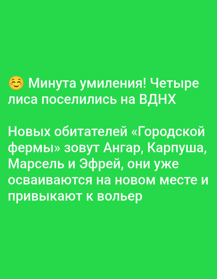 The image is a social media post with text overlaid on a solid green background. The text in white reads: "Moment of tenderness! Four foxes have settled at VDNKh. The new residents of the 'City Farm' are called Angar, Karpusha, Marcel, and Efrey, they are already settling into their new home and getting used to the enclosure." There are no people, subjects, or objects other than the text itself. The city of Bolshiye Dvory, Russia is not mentioned or depicted in the image.