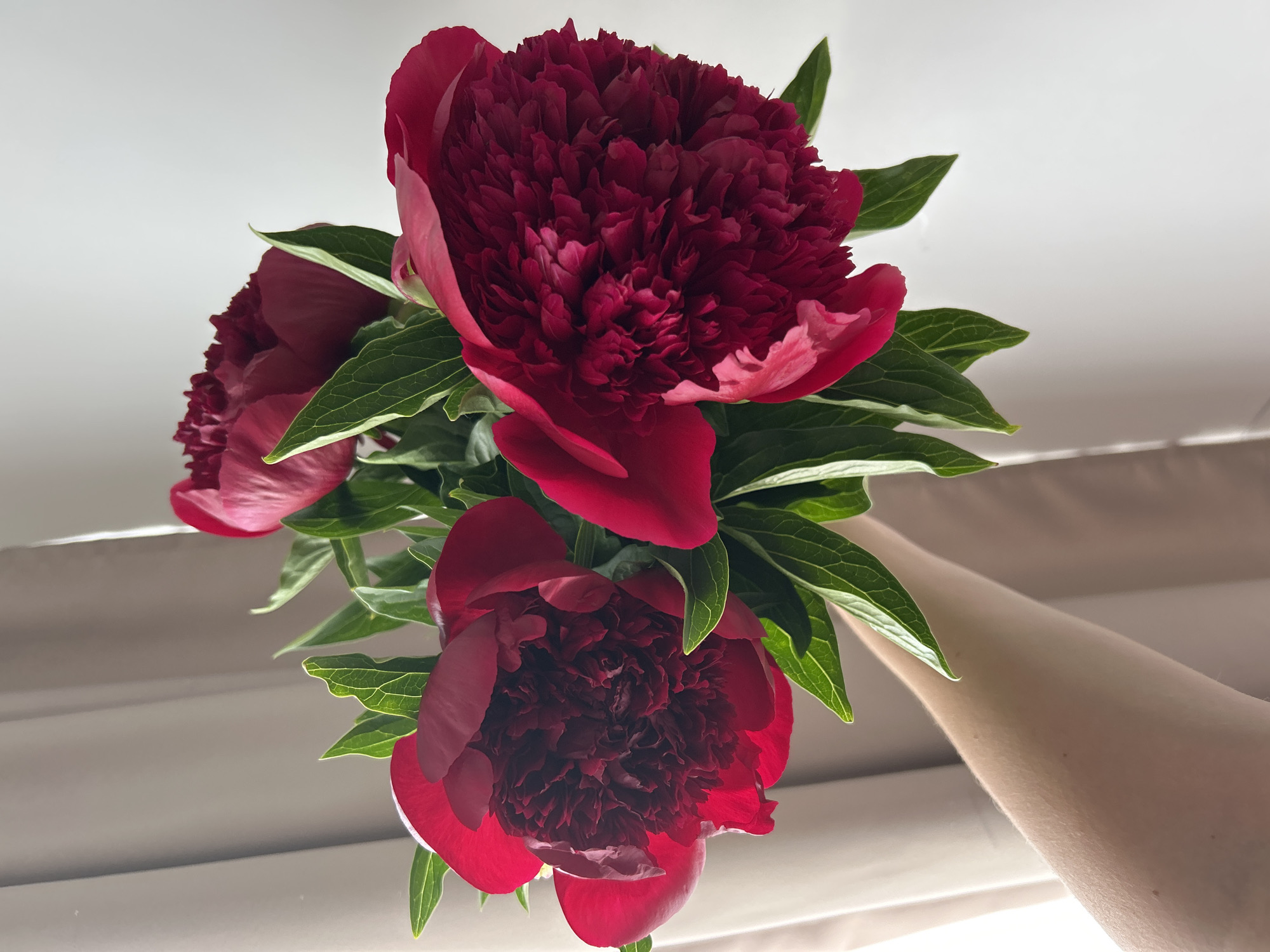 The image displays a vibrant bouquet of deep red or burgundy peonies held by a person. At least three large, fully bloomed peonies with ruffled petals dominate the frame, their rich color contrasting with the surrounding lush, dark green leaves. The leaves feature prominent veins and add texture to the arrangement.
On the right side of the composition, a fair-skinned arm of the person holding the bouquet is visible, extending diagonally upwards. The hand itself is mostly hidden behind the flowers and foliage.
The background is simple and light-colored. The upper portion appears to be a uniformly lit, possibly off-white or light grey, ceiling or wall. Below the flowers, horizontal lines suggest the presence of blinds, curtains, or slats, allowing for bright, natural daylight to illuminate the scene. The overall lighting indicates it is daytime, and the setting appears to be indoors. No text is visible in the media file. The scene is set in Chaikovsky, Russia, highlighting the natural beauty of the peonies.