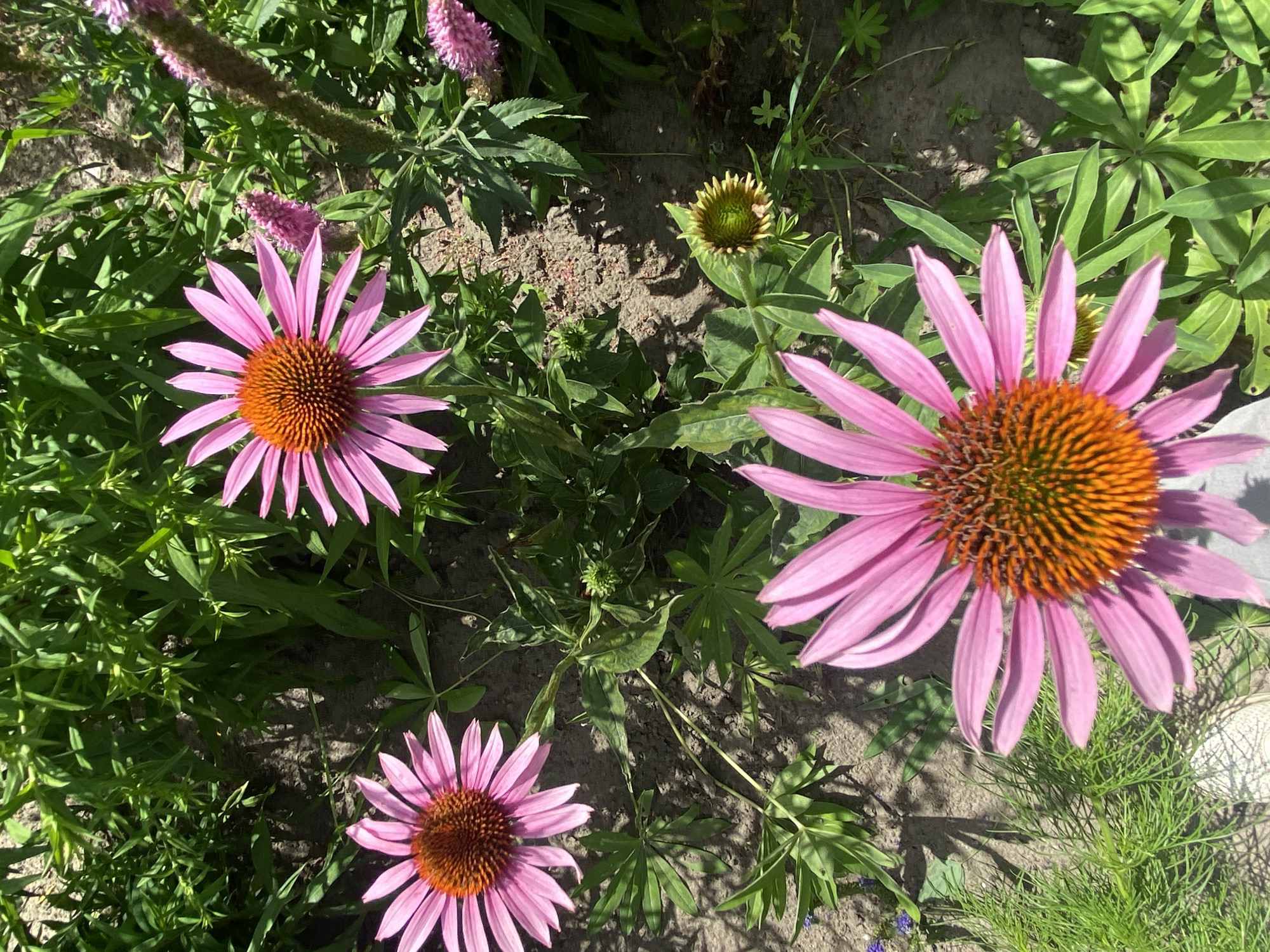 The image shows a close-up view of pink coneflowers with orange centers, growing in a garden bed. Several flowers are in bloom, with one prominent flower in the foreground. The background consists of green foliage and brown soil. The scene appears to be outdoors, possibly in a residential garden. There are no people visible in the image. The image does not contain any information that would allow for the determination of its location in the city of Buk, Poland.