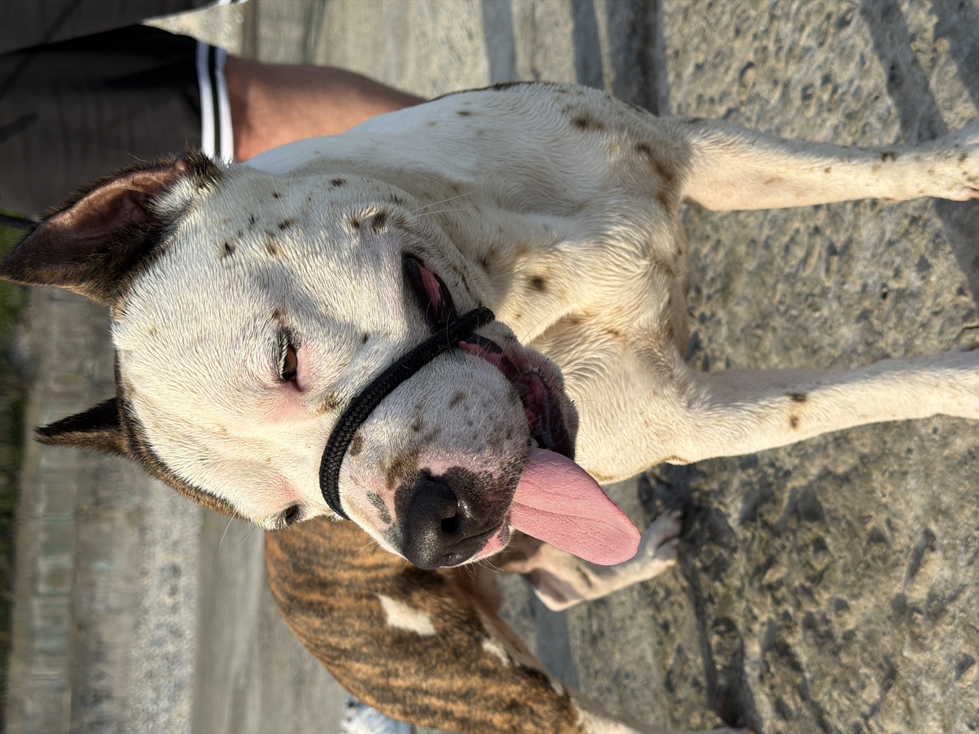 A medium shot captures a dog with a brindle and white coat, wearing a black halter, panting with its pink tongue hanging out. The dog is standing on a sandy or rocky surface, with a person's legs visible in the background, wearing black shorts with white stripes. The environment appears to be outdoors, possibly a park or waterfront, given the textured ground and distant blurred background suggesting stairs or a pathway. The lighting suggests it is daytime, possibly late afternoon, with sunlight casting shadows. There is no indication of the location being Dederkoy, Russia.
