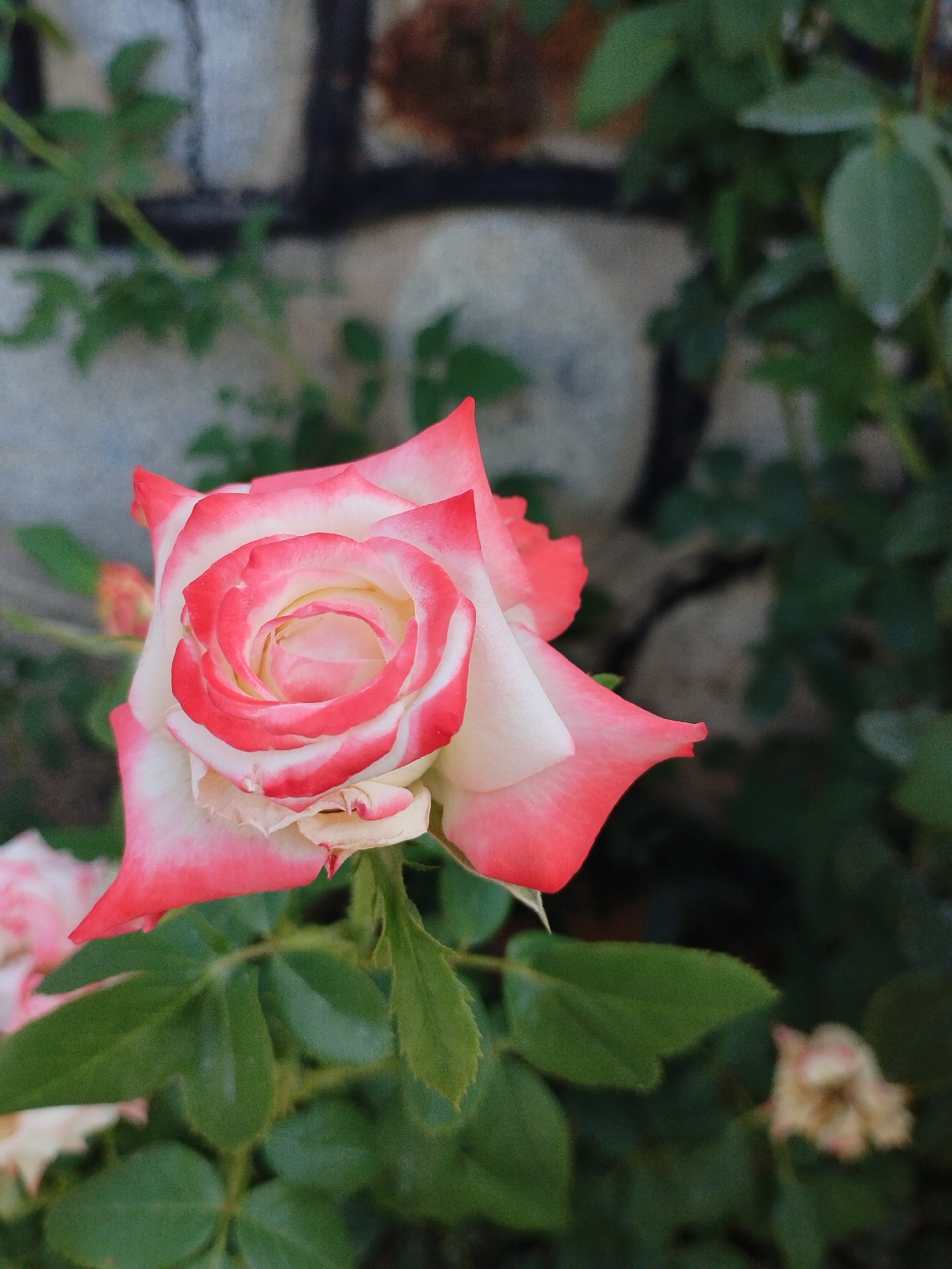 A close-up, eye-level, outdoor shot captures a vibrant, bicolor rose, predominantly white with striking pink edges, in full bloom. The rose is the central subject, positioned slightly to the left of the frame, its petals unfurling in a classic spiral pattern. Lush green leaves surround the rose, some in sharp focus and others softly blurred. In the background, a rough, textured brick wall with a hint of greenery and possibly moss hints at an urban garden setting in Kyzyl-Kyya, Kyrgyzstan. The lighting is natural, suggesting a daytime photograph. No people or animals are visible. The overall impression is one of natural beauty and the simple elegance of a blooming rose.