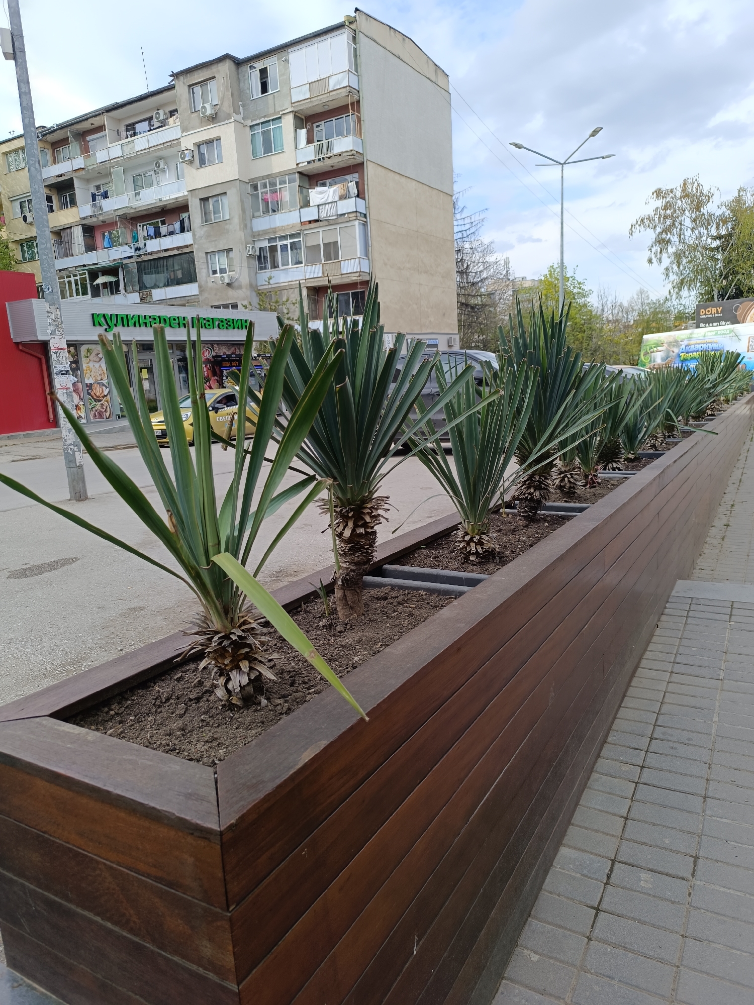 The image shows a row of Yucca plants planted in a long, dark-stained wood planter that runs along a paved sidewalk in Pleven, Bulgaria. The plants are spaced evenly within the planter. Behind the plants is a street with a store front with the Bulgarian words Кулинарен Магазин, which means "Culinary Store." A yellow car is parked on the street. Further back is a multi-story apartment building with a mix of concrete and painted facades, with visible air conditioning units and laundry hanging from the balconies. A street lamp is visible in the background, along with trees. The sky is overcast.