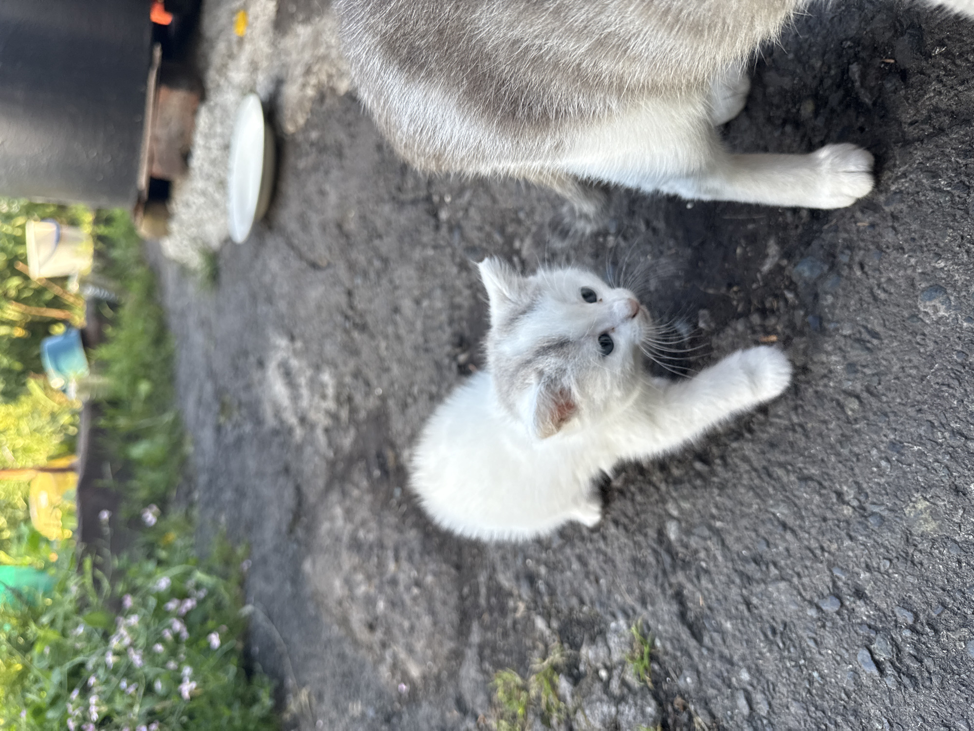 A young, fluffy white kitten with grey markings on its ears and face stands on a rough, grey asphalt surface. The kitten is looking to the right of the frame, with its head tilted slightly. Its left front paw is extended forward. To the right of the kitten, the hindquarters and back legs of a larger grey and white cat are visible. The larger cat's fur is striped with grey and white. The background is blurred, showing green foliage, small pink flowers, and some indistinct objects, including buckets and a large dark cylindrical object, possibly a water tank. The scene appears to be outdoors, possibly in a backyard or alleyway. The ground is uneven and textured.