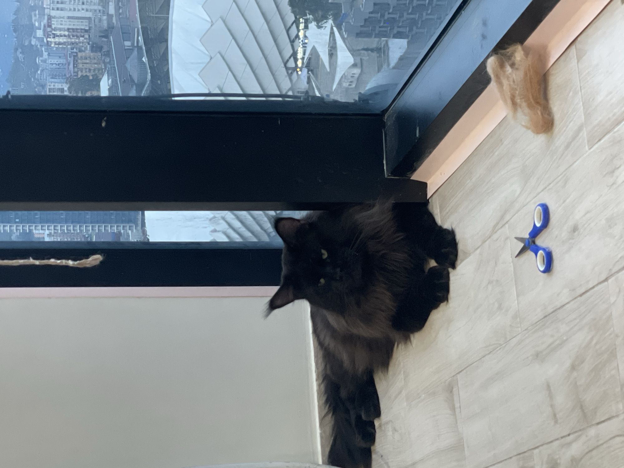 The image depicts an indoor scene, potentially an apartment, given the view through the window of a cityscape, plausibly in Batumi, Georgia, considering the distinctive architecture, including what appears to be the Radisson Blu Hotel. A black long-haired cat is situated on a light-colored wood-look floor next to a low wall. Beside the cat is a pair of small blue-handled scissors and a clump of brown fur. The lighting appears to be natural daylight. There are no people visible in the image.
