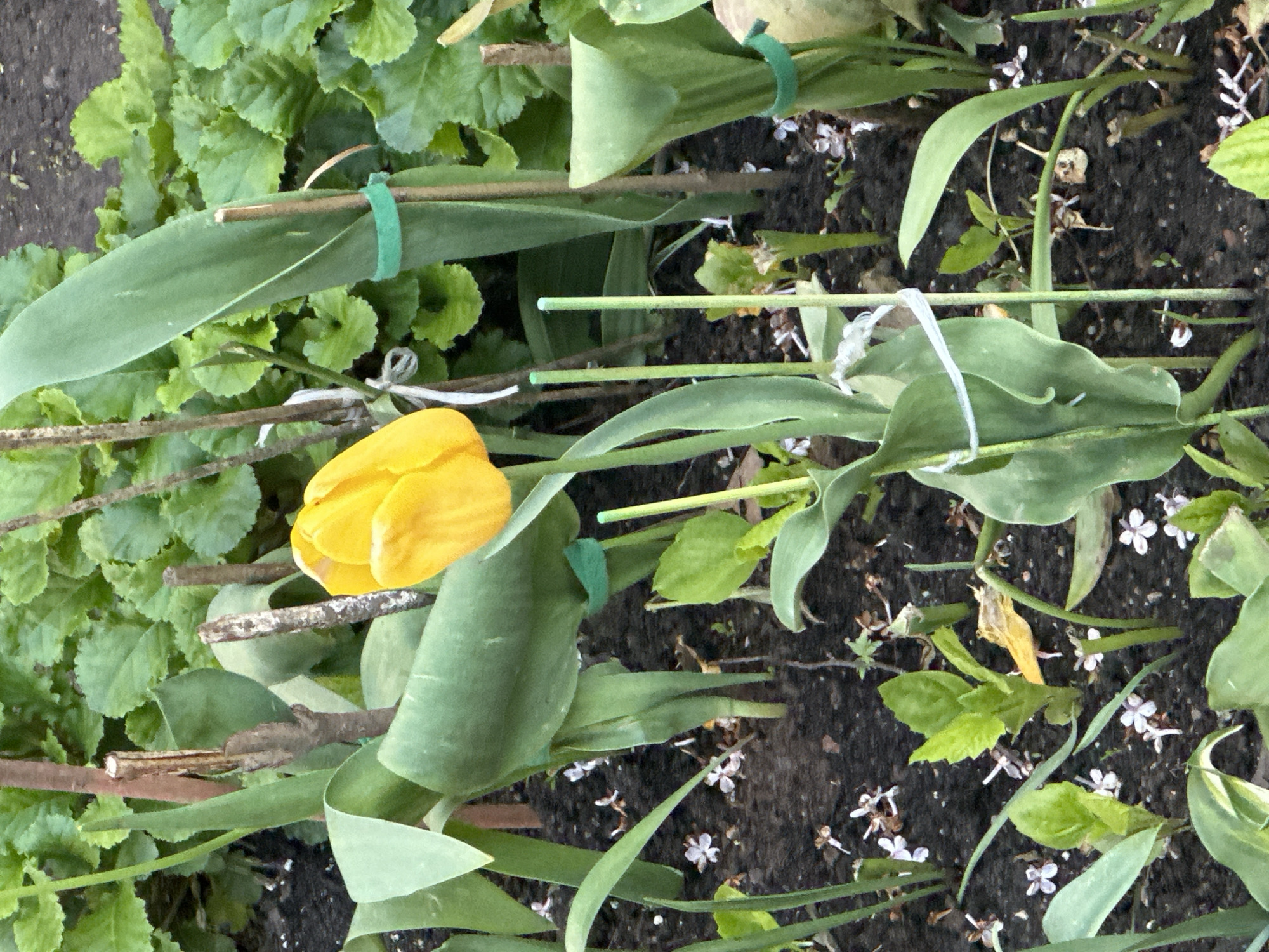 The image shows a garden bed with a single yellow tulip among green leaves and small white flowers. The tulip appears to be supported by a thin, brown stick secured with a green tie. The surrounding soil is dark and mixed with various plant debris. Additional green plants are visible around the perimeter of the flower bed.