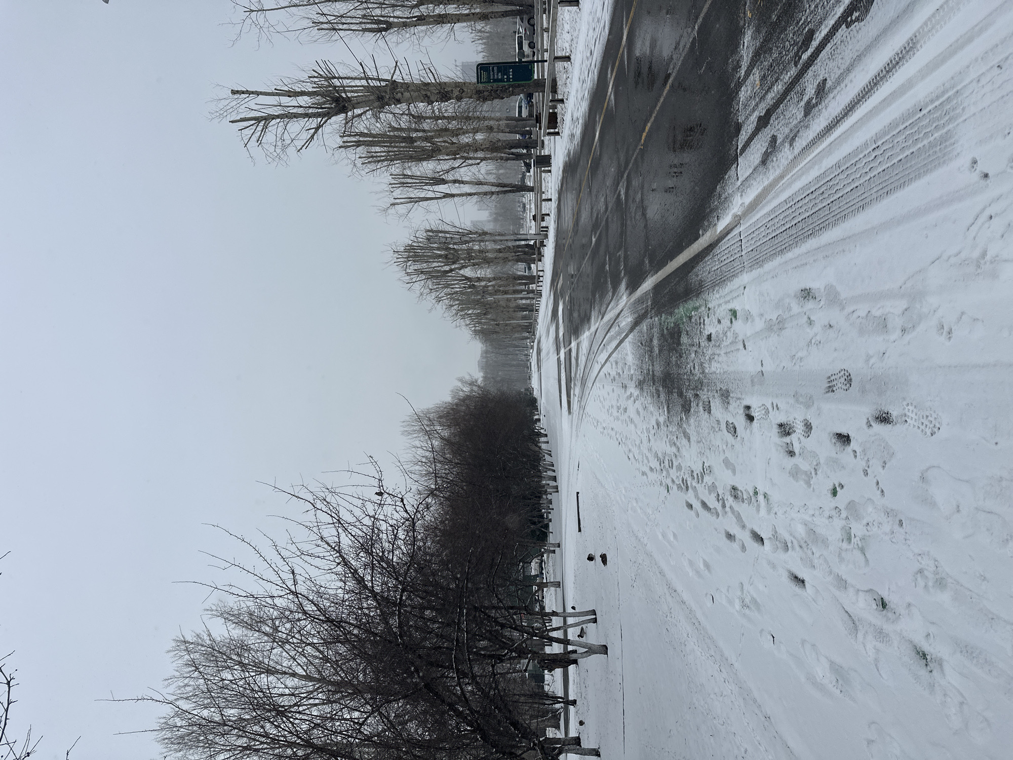 The image captures a winter scene along a street or avenue in Krasnoyarsk, Russia, under an overcast sky. A wet, partially cleared asphalt road, marked with tire tracks and yellow dividing lines, extends into the distance. To the left of the road, a wide snow-covered shoulder or path shows numerous footprints and additional tire tracks. On the right side of the road, a low metal barrier runs alongside a row of tall, bare deciduous trees. A dark green rectangular sign with white, illegible text is visible among these trees, behind the barrier. Further back, several parked cars are partially obscured by the foliage. More bare trees and shrubs line the far left side of the scene. Small, dark birds are perched on the branches of some trees and scattered on the snow. The sky is a uniform, light grey, indicating an overcast winter day. The scene evokes a quiet, stark, and cold atmosphere typical of winter.