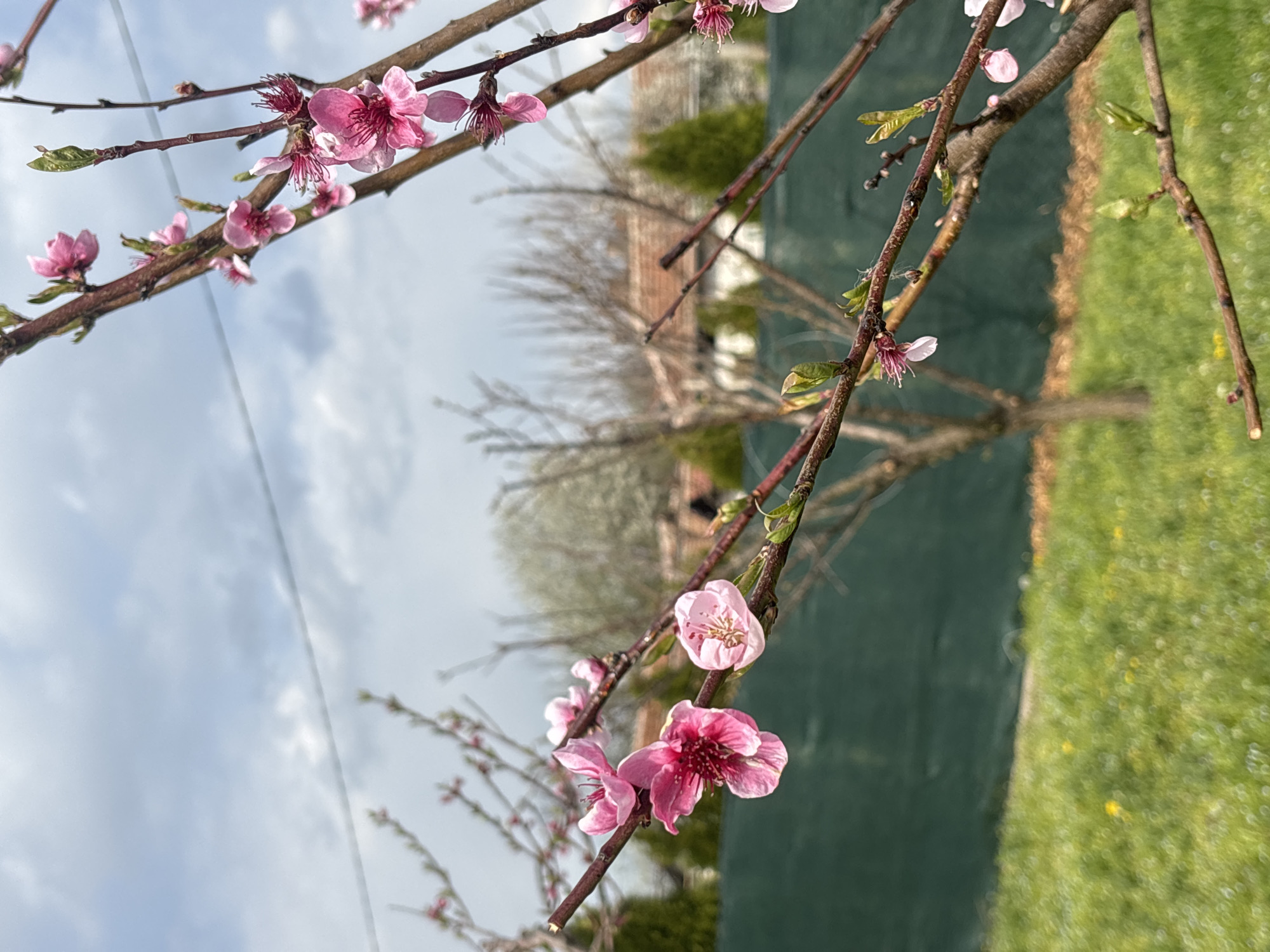 The image features a close-up of blooming branches with pink blossoms, likely from a fruit tree, against a blurred background of a yard. The location is Lehchevo, Bulgaria. The background includes a green fence, a house with a red tile roof, and other trees in the distance under a cloudy sky. The image is taken in daylight.