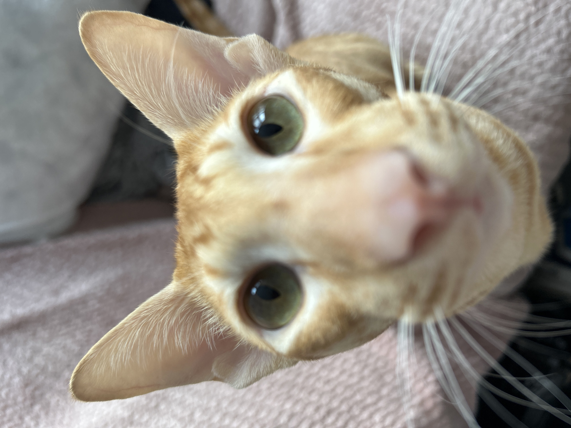 A close-up, low-angle shot focuses on the face of an orange tabby cat with large, green eyes and pointed ears. The cat's nose is prominent and pink, with long white whiskers fanning out. The background is out of focus, showing a textured, pink surface that appears to be fabric, possibly a blanket or sofa. The lighting is soft and natural. There are no people or any indications of a specific city location present in the image.