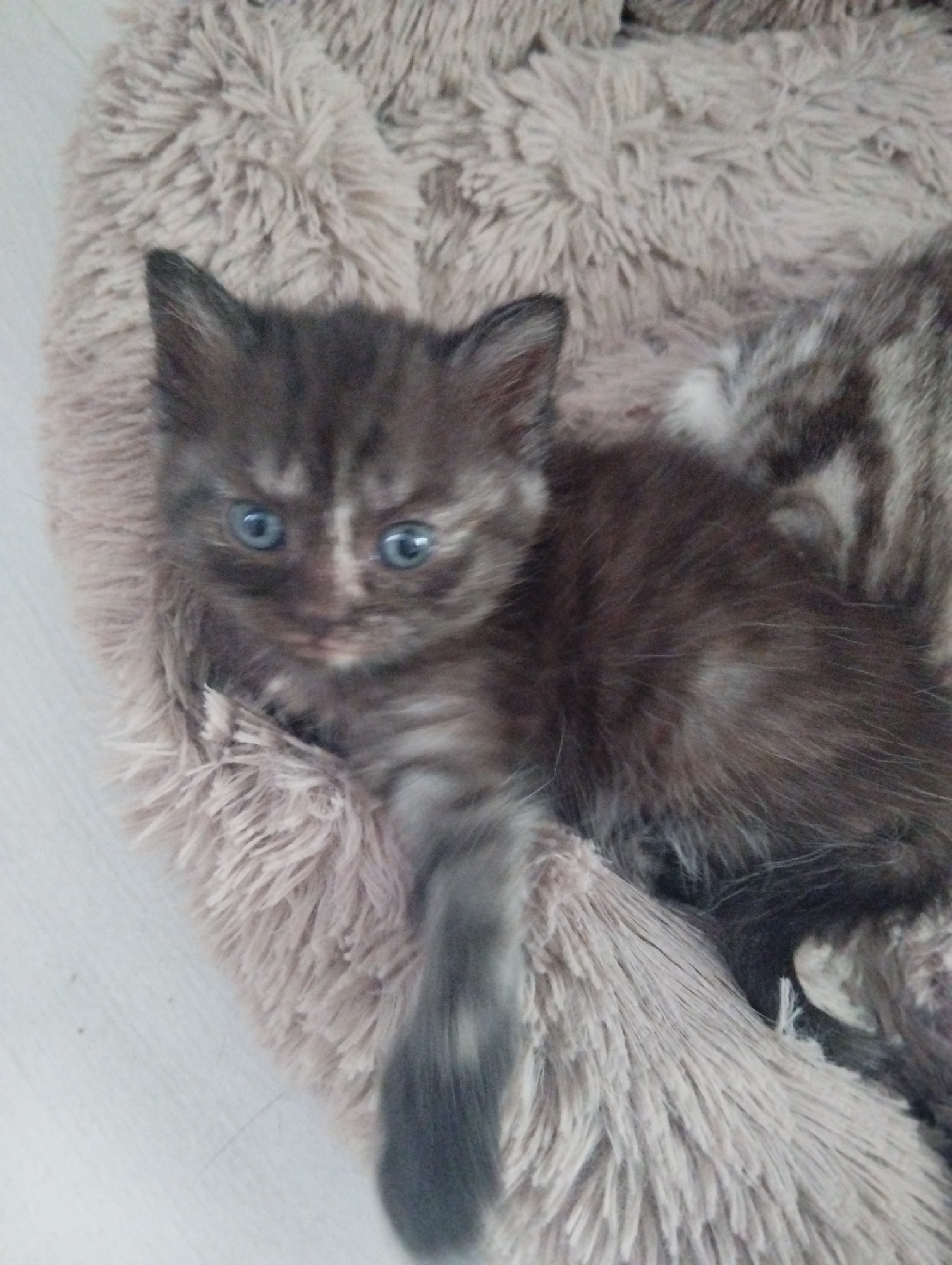 A kitten with blue eyes is lying in a furry, light-brown cat bed. The kitten has grey, brown, and black fur, with striped markings on its leg and torso. Part of another kitten is visible behind the first. The image also shows the pale flooring beneath the cat bed. The location is Krasnogorskoye, Russia.