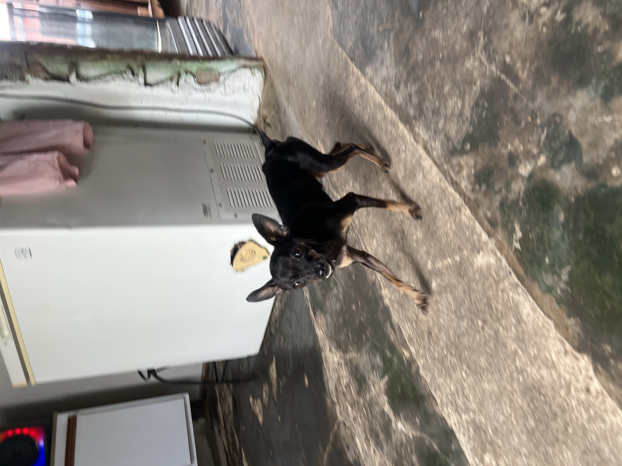 A small, black and tan Miniature Pinscher dog is captured in motion on a concrete floor. The dog is facing slightly to the right of the camera, with its mouth open in a grin, revealing its teeth. Its ears are pointed upwards. The dog's body is lean, and its fur is short. The background includes a large, white appliance that appears to be a freezer, and a portion of a wall with peeling green paint. There are also hints of other objects and surfaces, suggesting an indoor or semi-outdoor environment. The lighting suggests it is daytime. The scene appears to be in a room in Juan Griego, Venezuela.