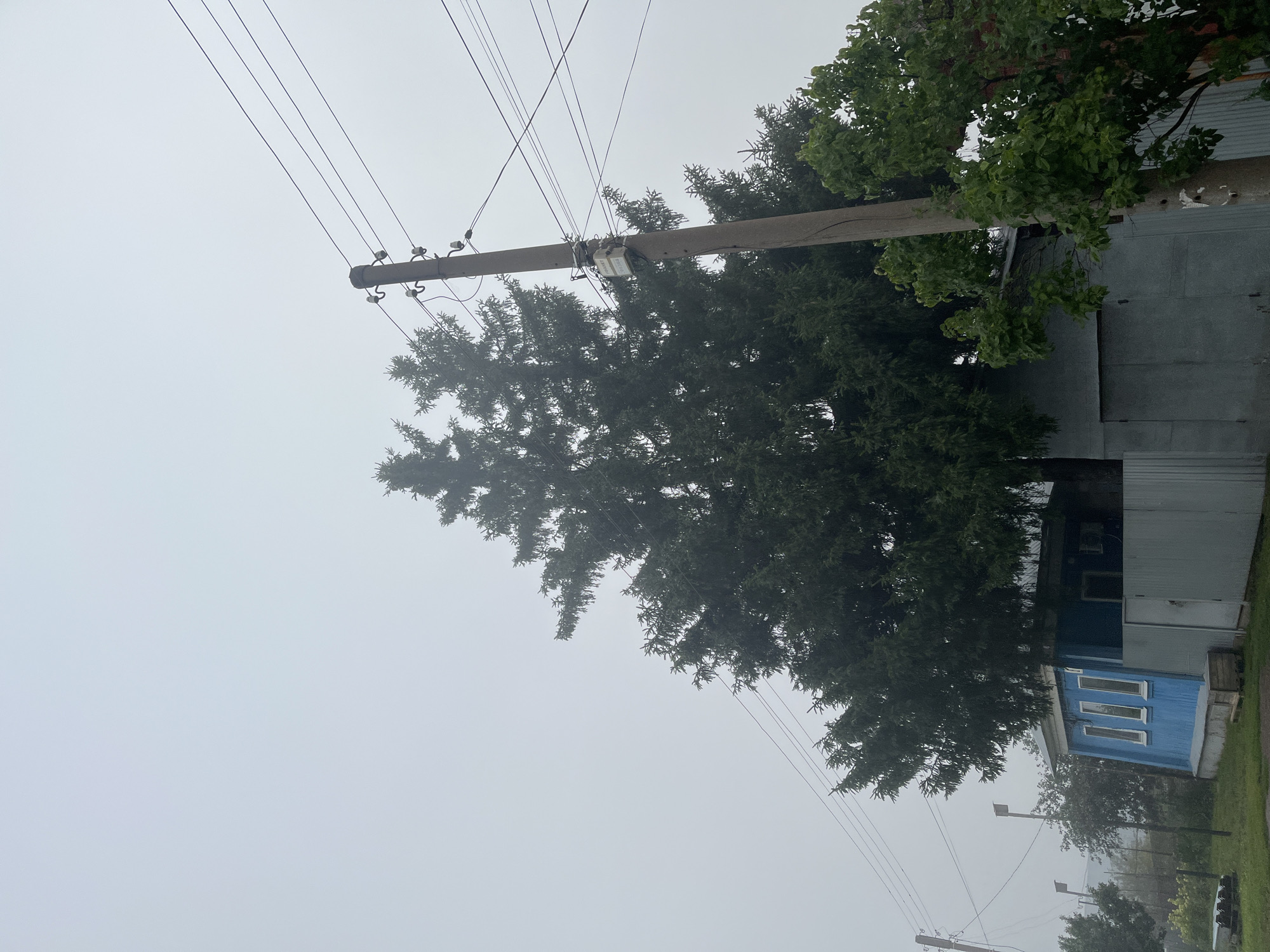 The image depicts a rural or semi-rural scene in Blagoveshchensk, Russia, characterized by overcast skies and a dense, diffused light, suggesting fog or heavy cloud cover. Dominating the center of the frame is a large, mature coniferous tree, likely a spruce or fir, its dark green needles contrasting with the muted tones of the environment. To the left of the large tree, a portion of a blue wooden house is visible, featuring three white-framed windows. Adjacent to the house is a gray metal fence. A concrete utility pole stands to the right of the large tree, supporting multiple electrical wires that stretch across the frame against the pale sky. Another smaller coniferous tree is visible behind the utility pole, and a leafy deciduous tree with vibrant green foliage is situated in the lower right corner. In the background, more trees and indistinct structures are shrouded in the atmospheric haze, contributing to the overall impression of a quiet, possibly damp, day.